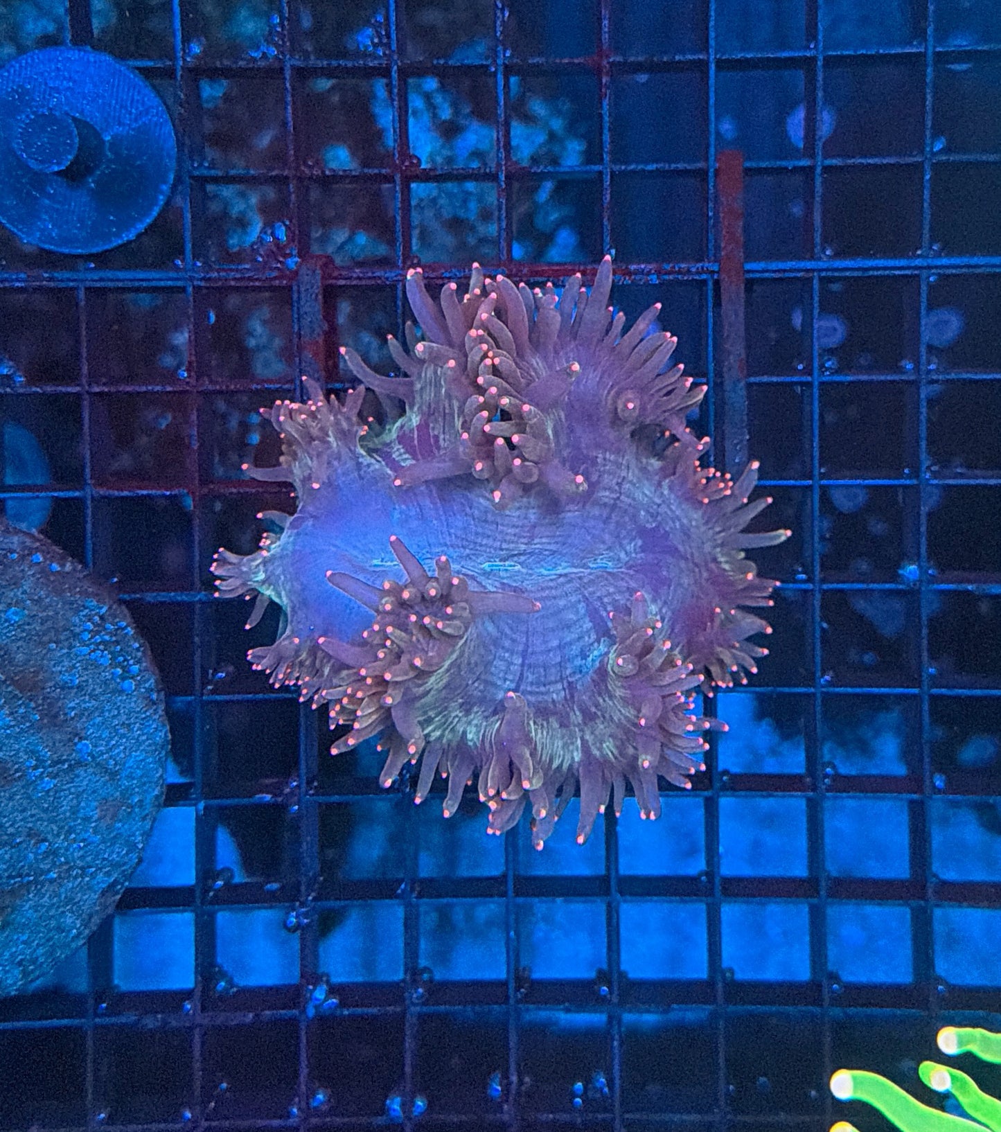 Elegance coral