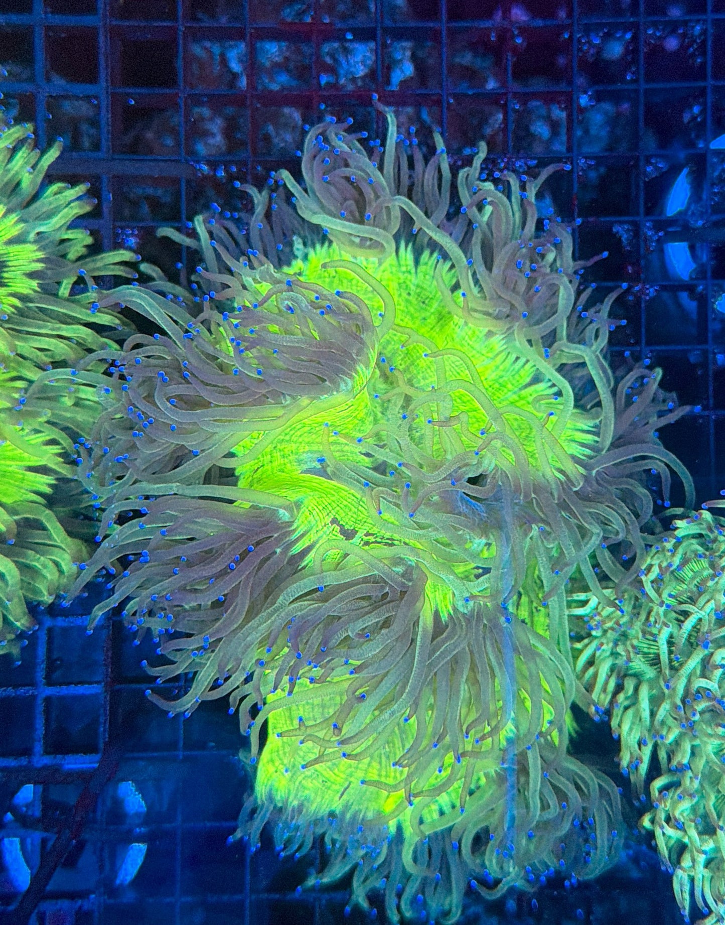 Elegance coral