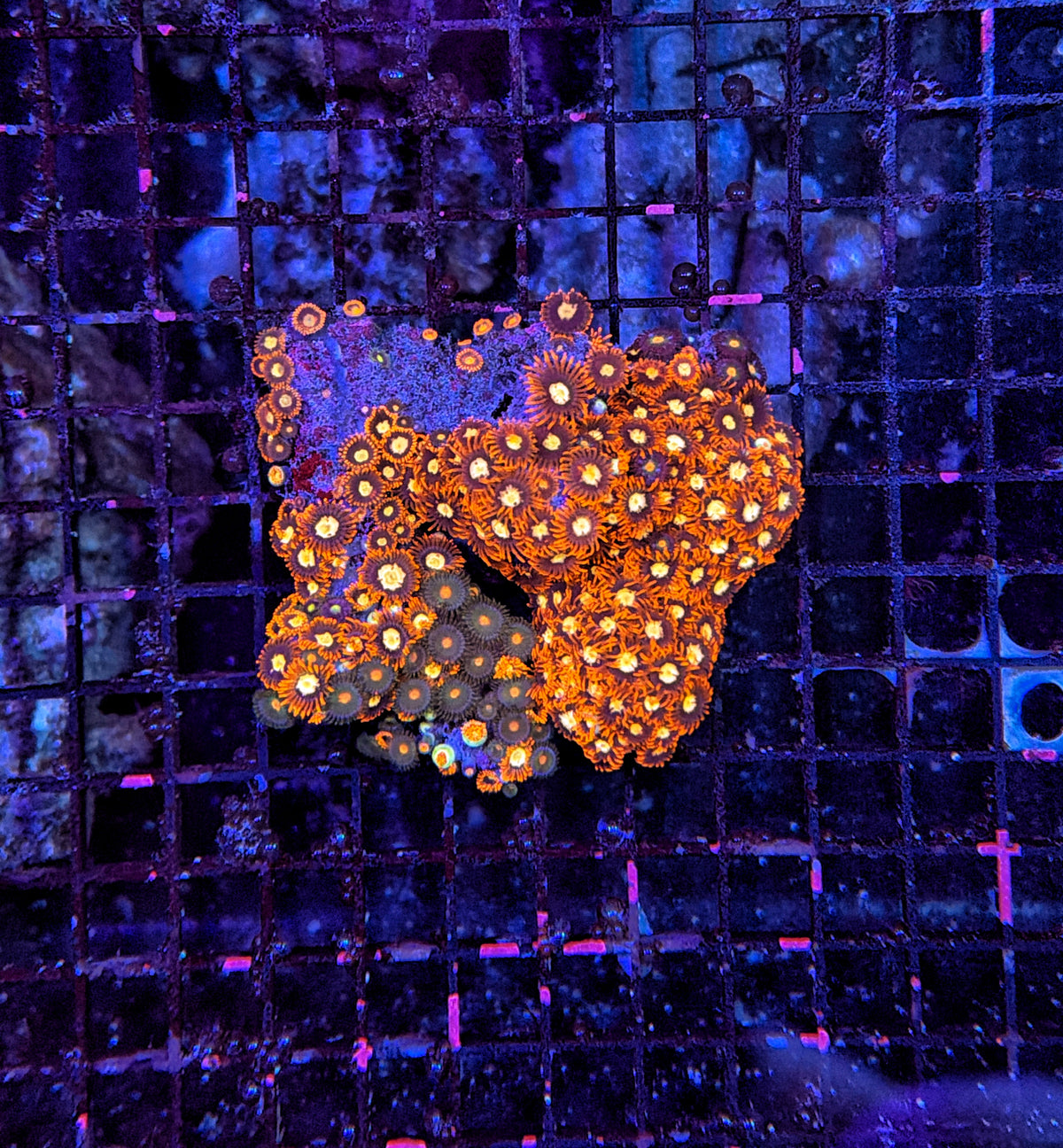 Rainbow zoa clearance