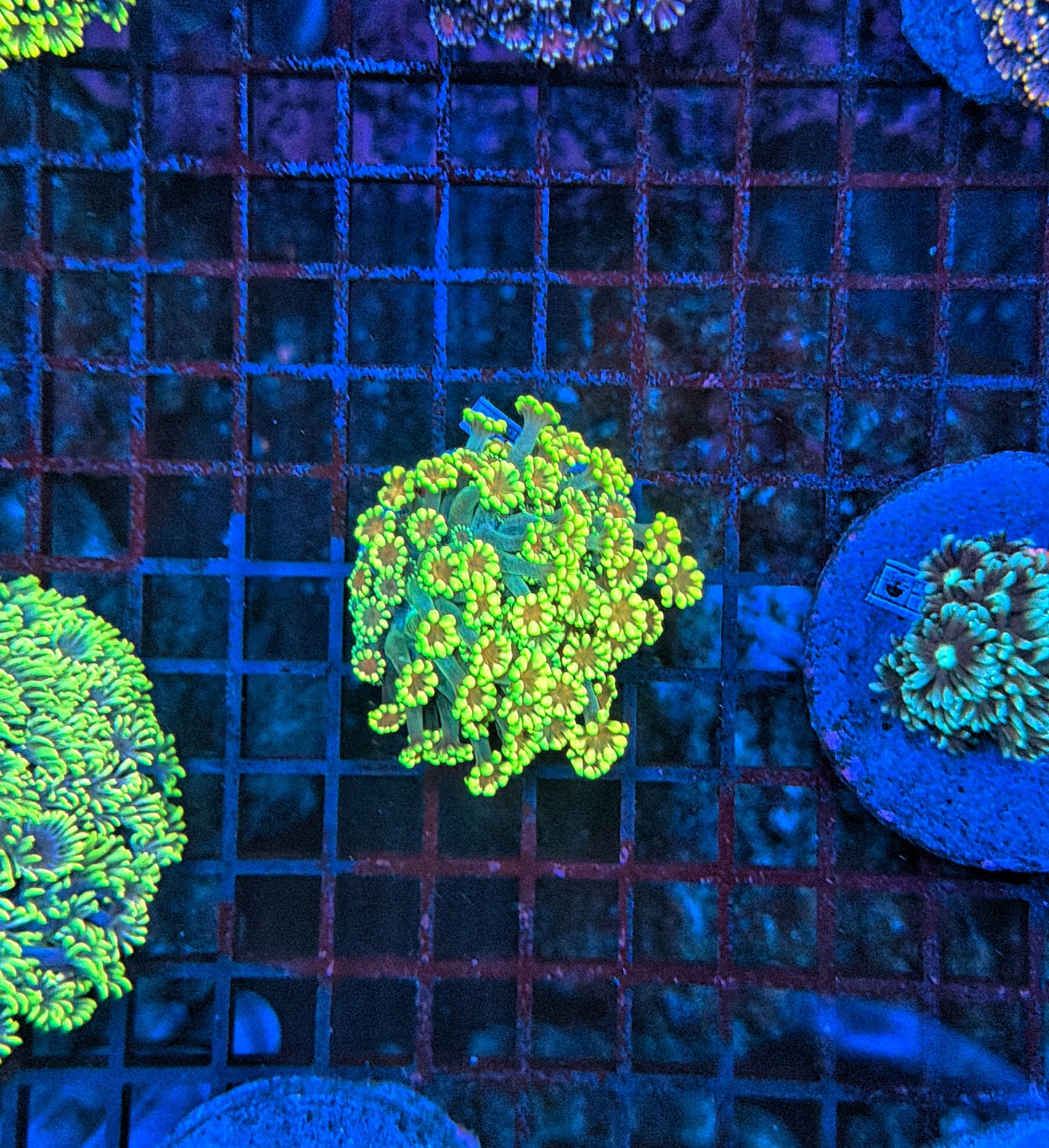 Sp alveopora