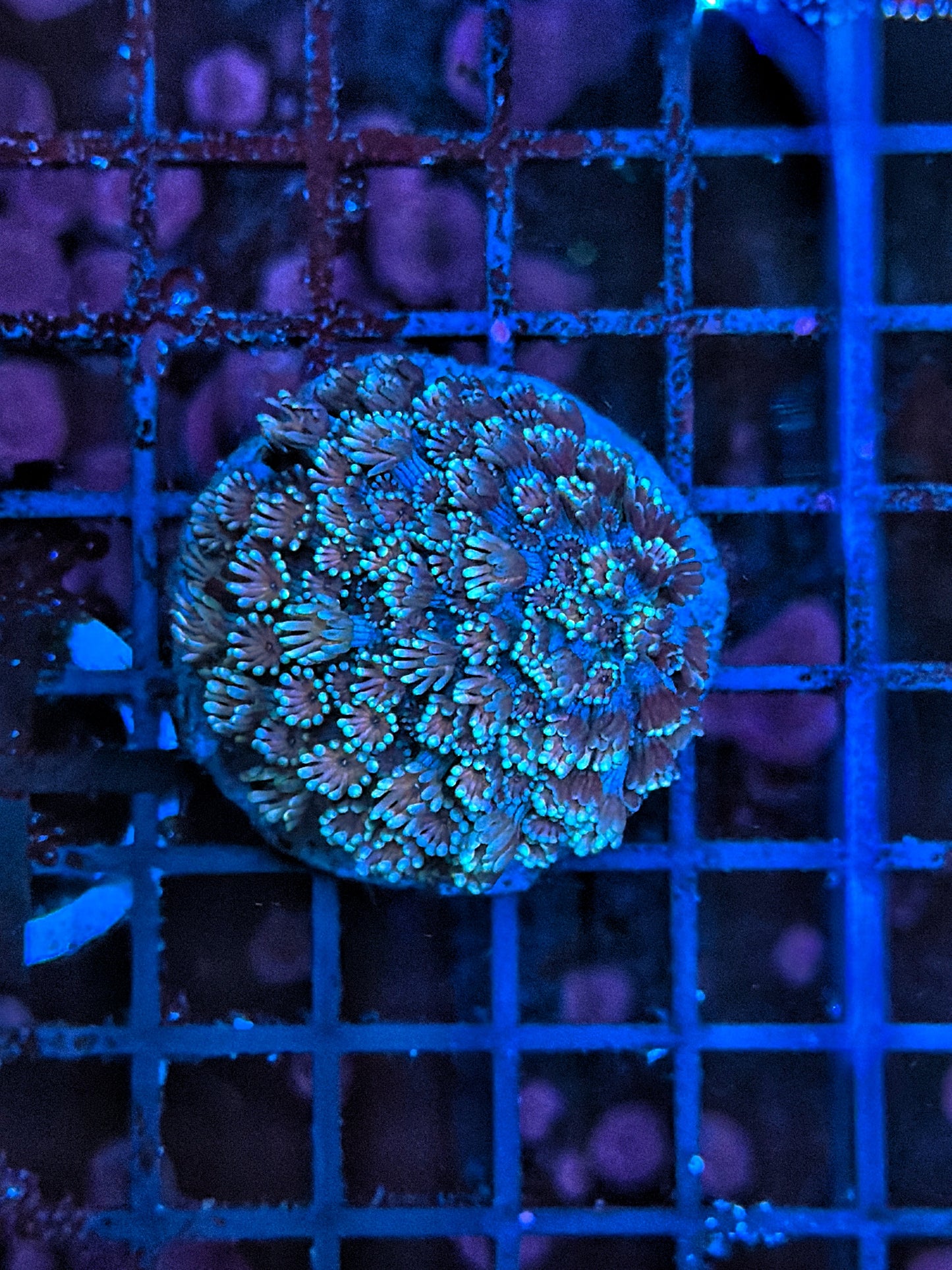 Rainbow alveopora