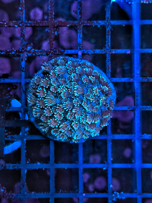 Rainbow alveopora