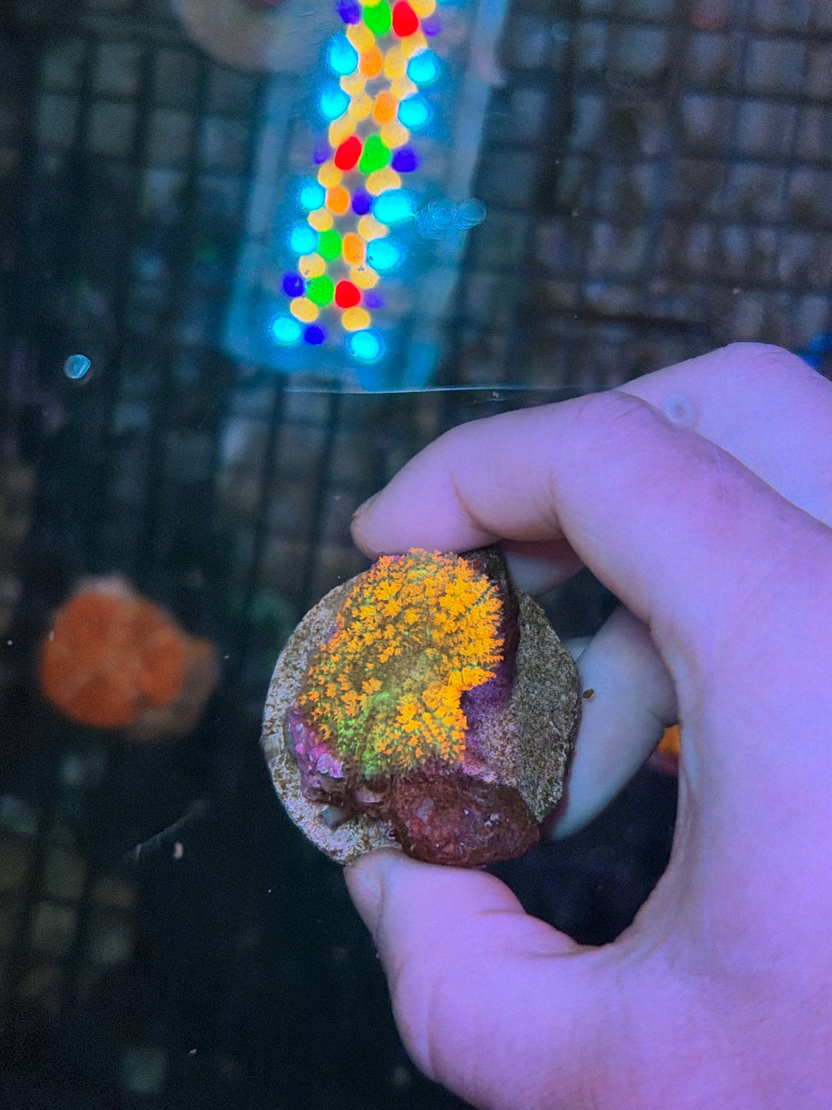 SP mushroom