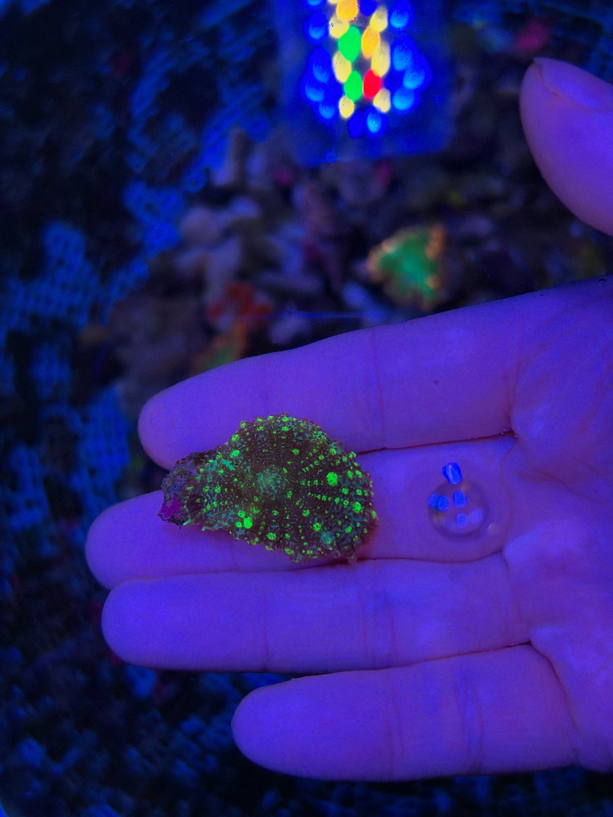 green bounce mushroom