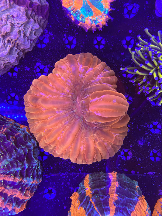 Cynarina red