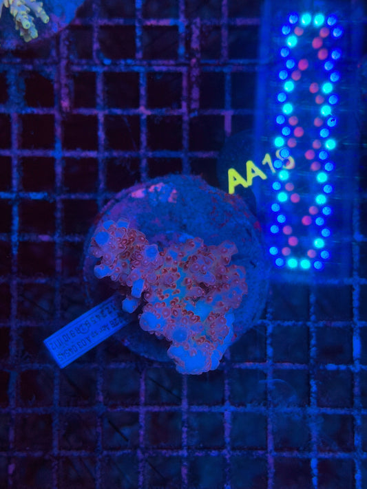 Indo premium acro