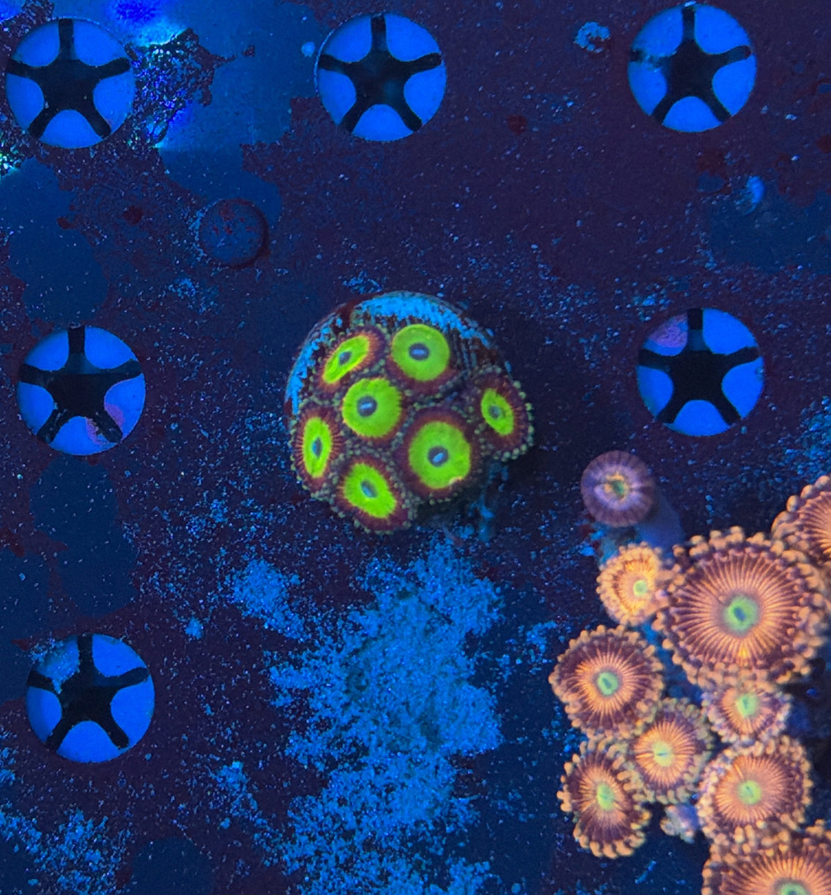 Zoa Frag