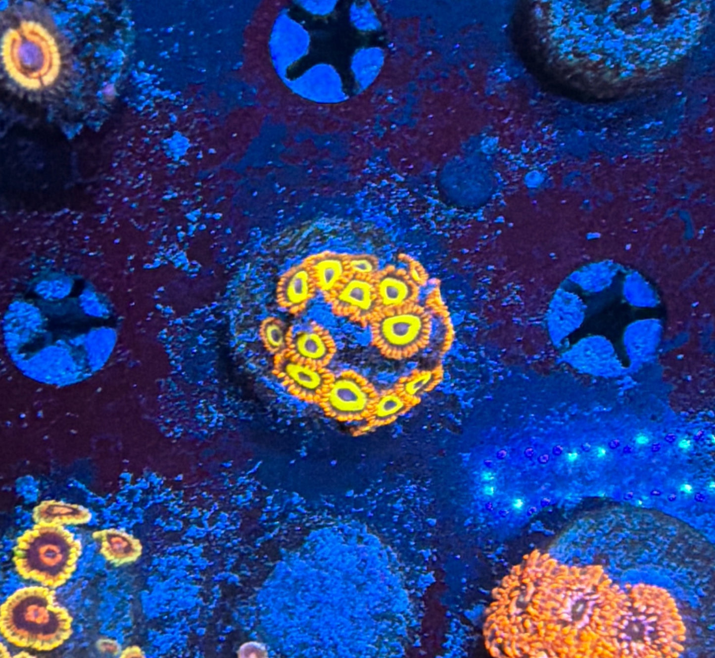 Fruit Loop