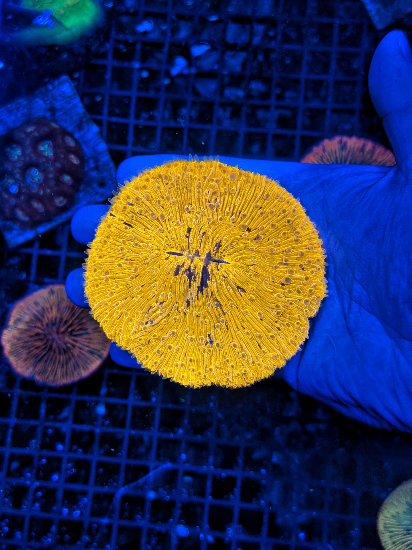 Ultra rainbow plate coral