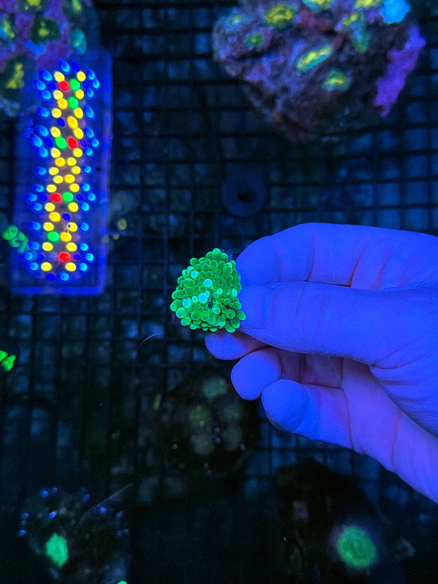 Deepwater yuma