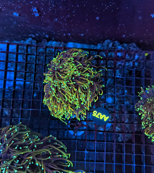 Indo gold 4-8 heads