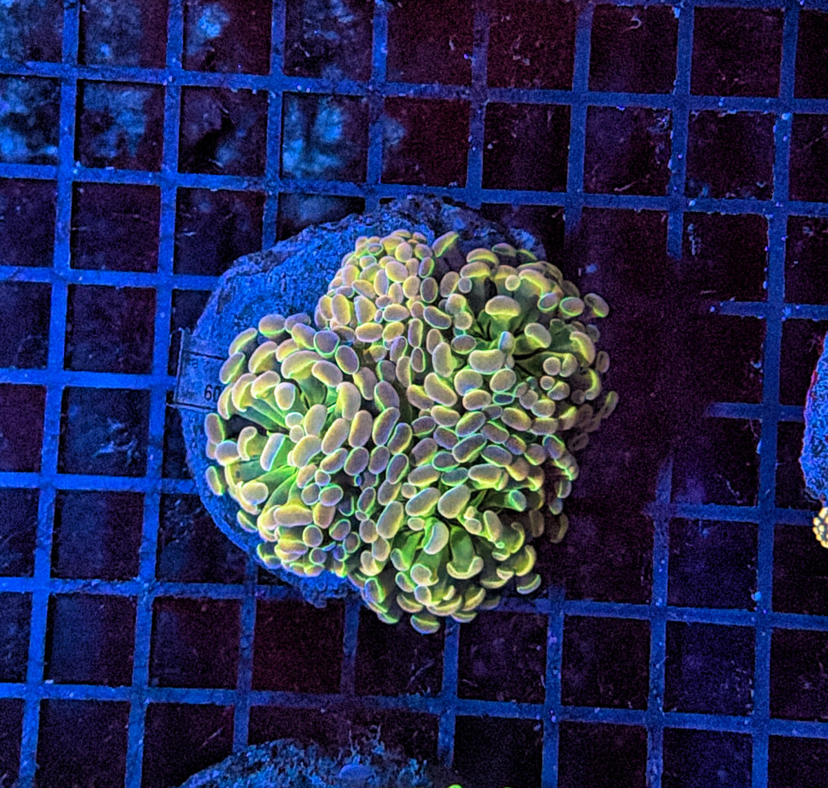 KDR hologram Hammer S