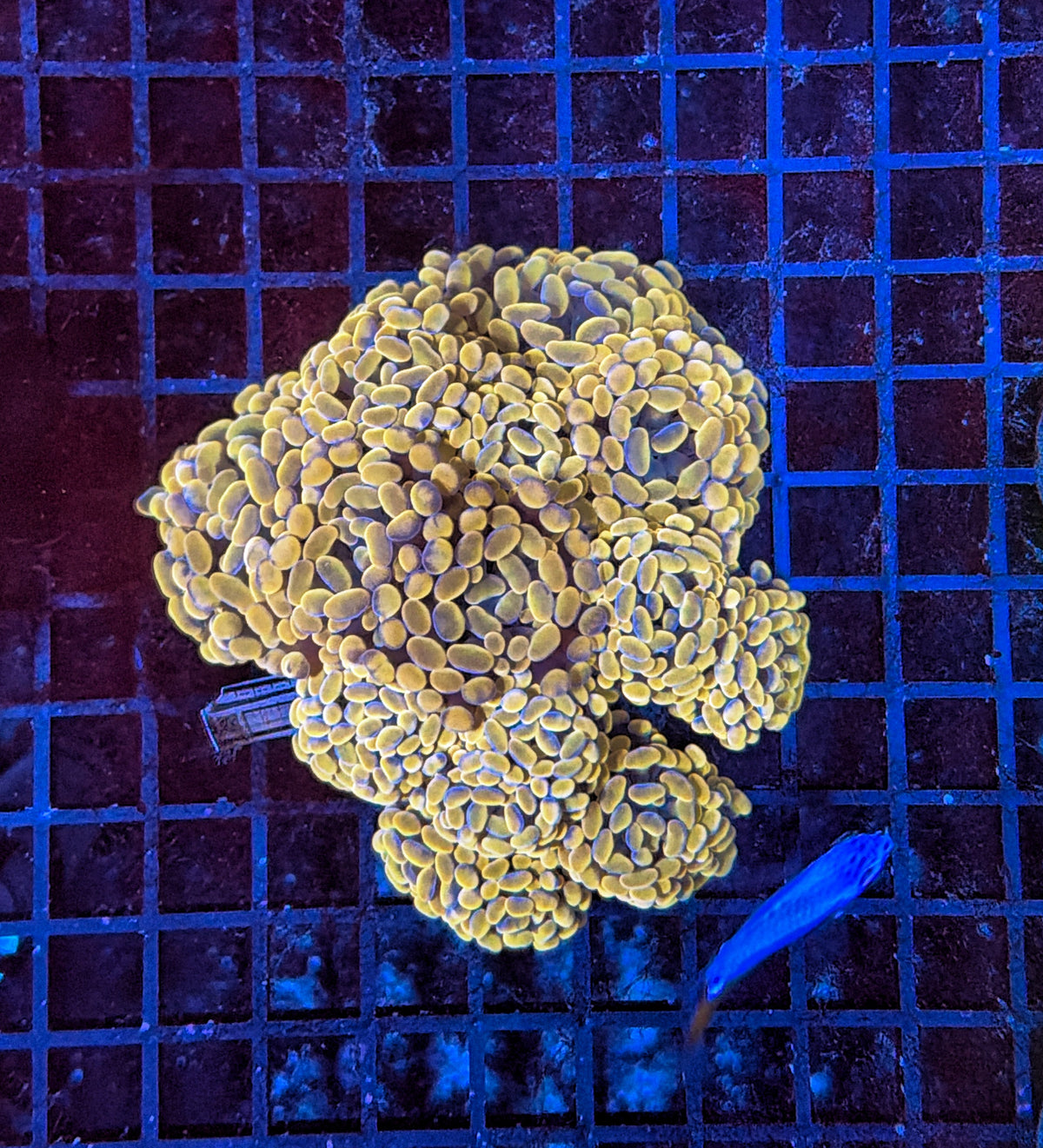 Indo SP Hammer colony