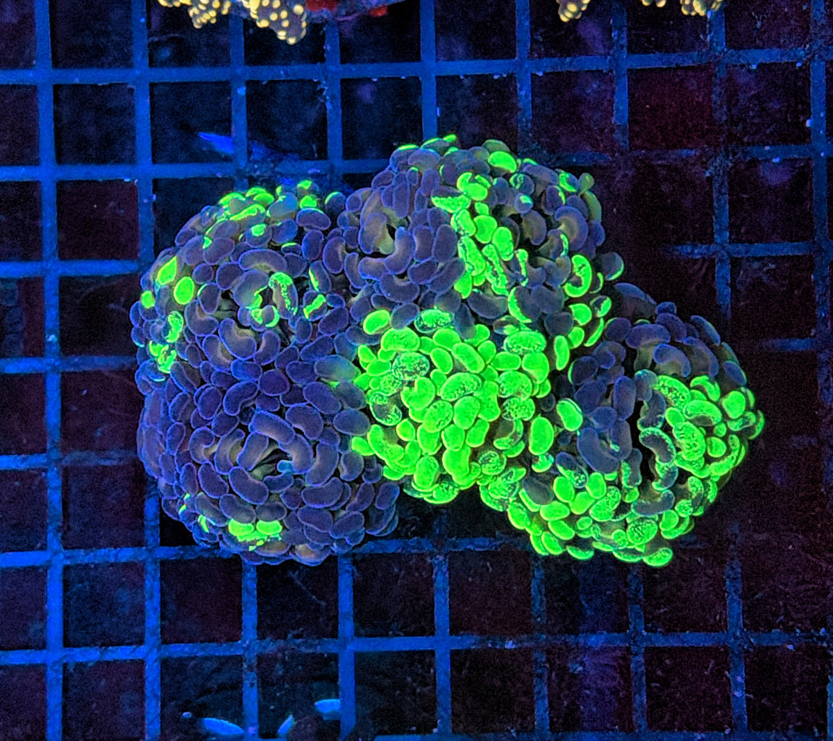 Toxic splatter hammer
