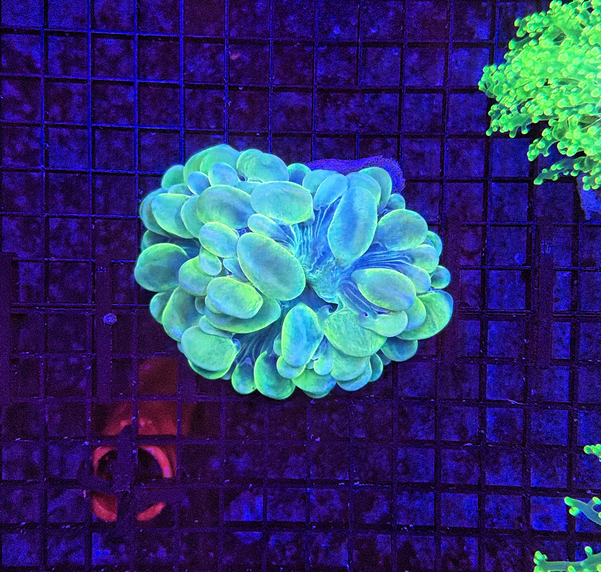 Bubble coral
