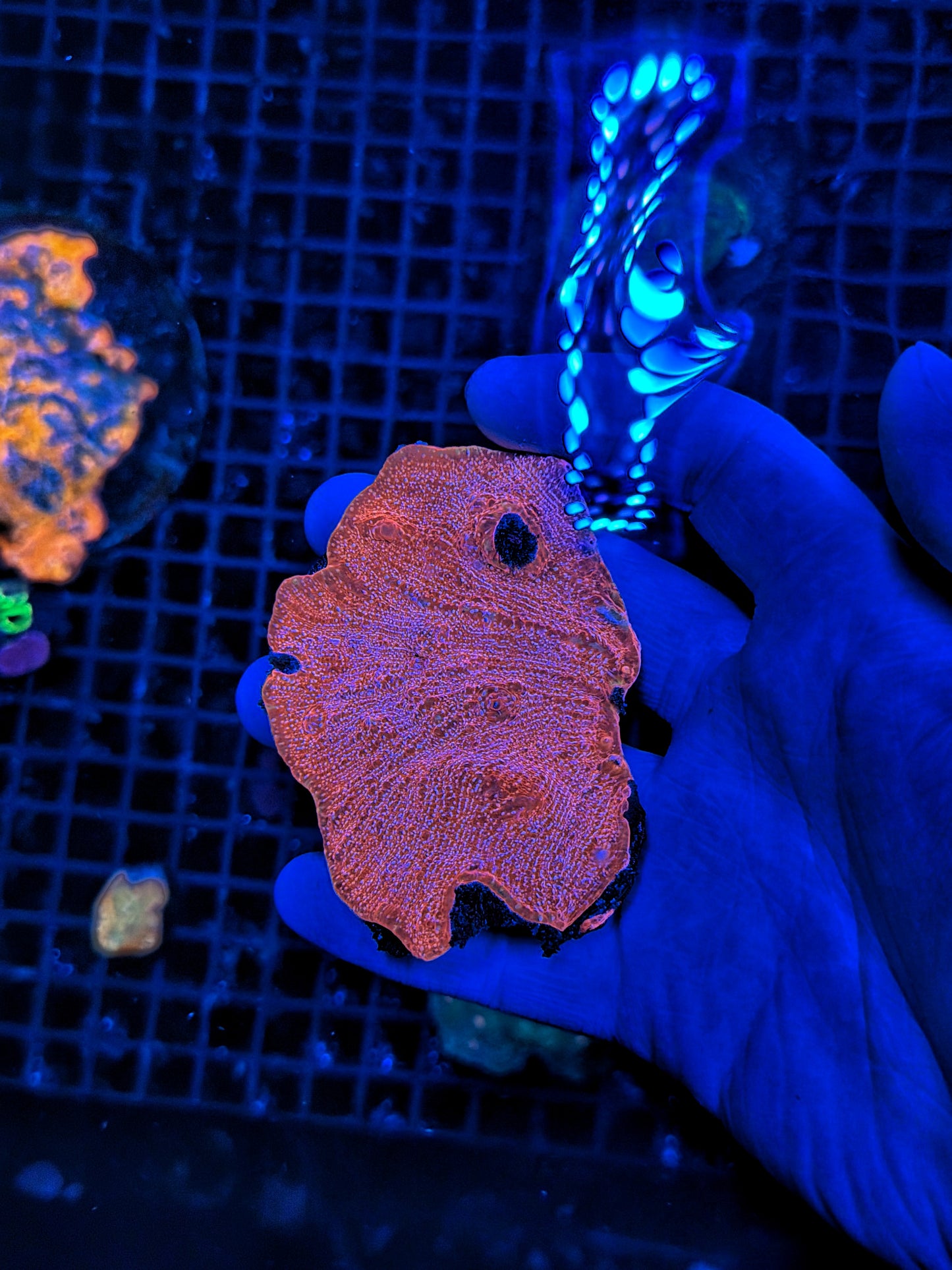 Chalice coral