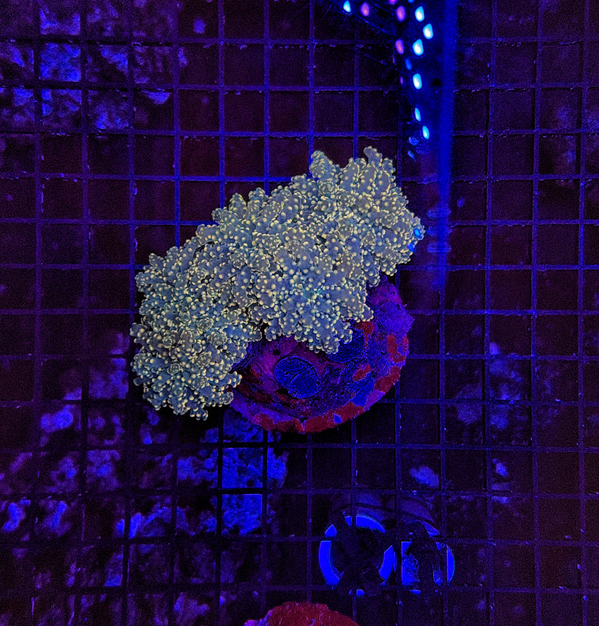 Frogspwan colony 4-8 heads