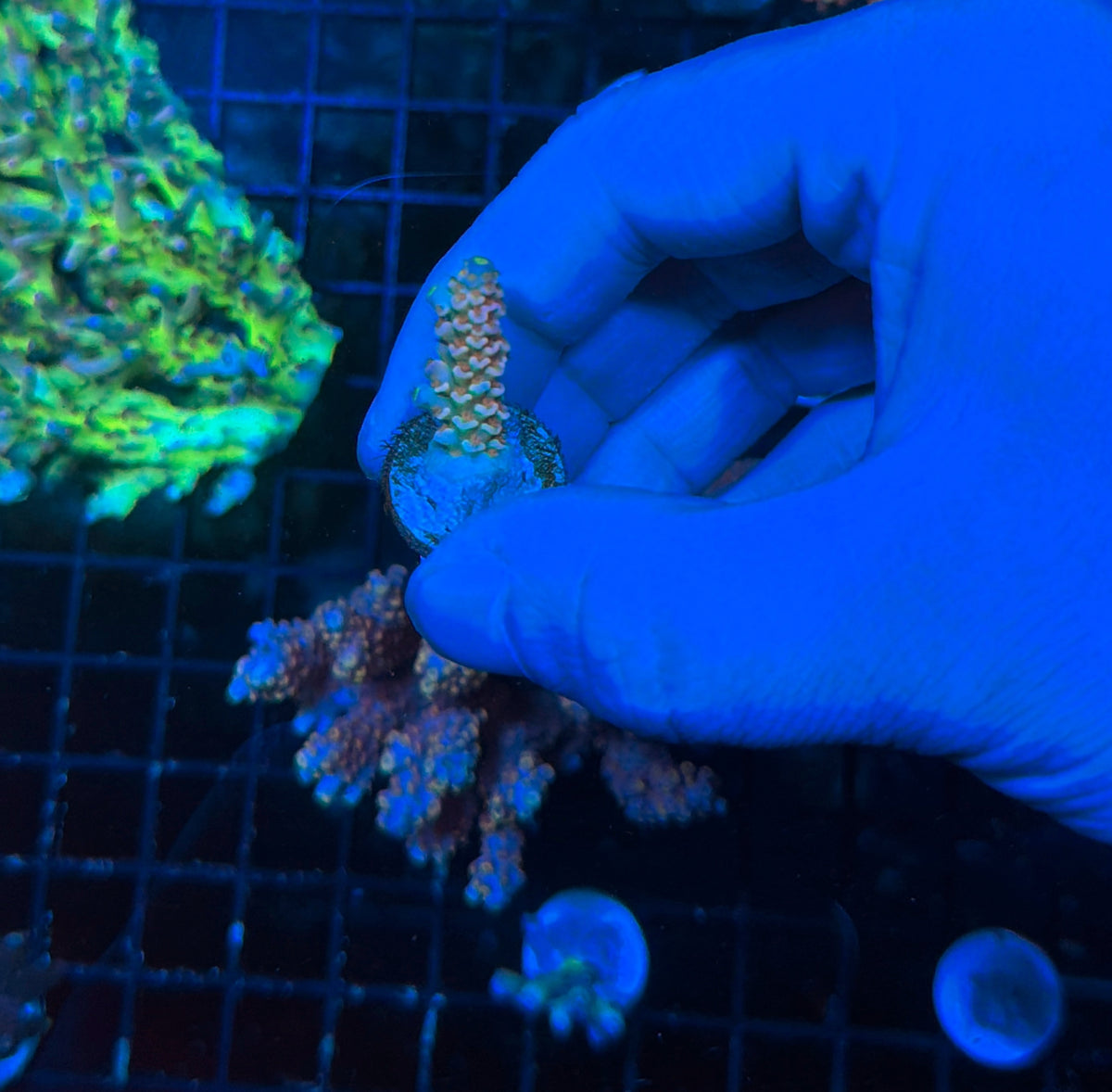 Tenius frag