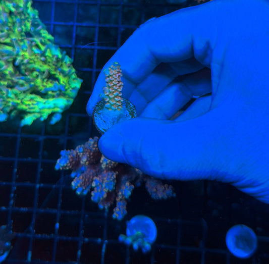 Tenius frag