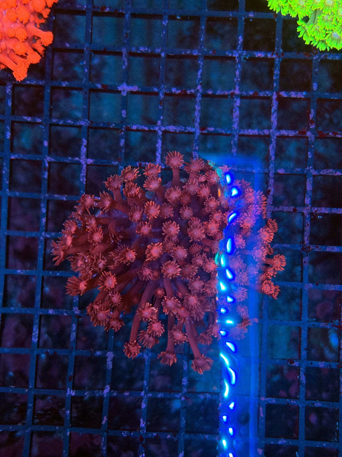Goniopora