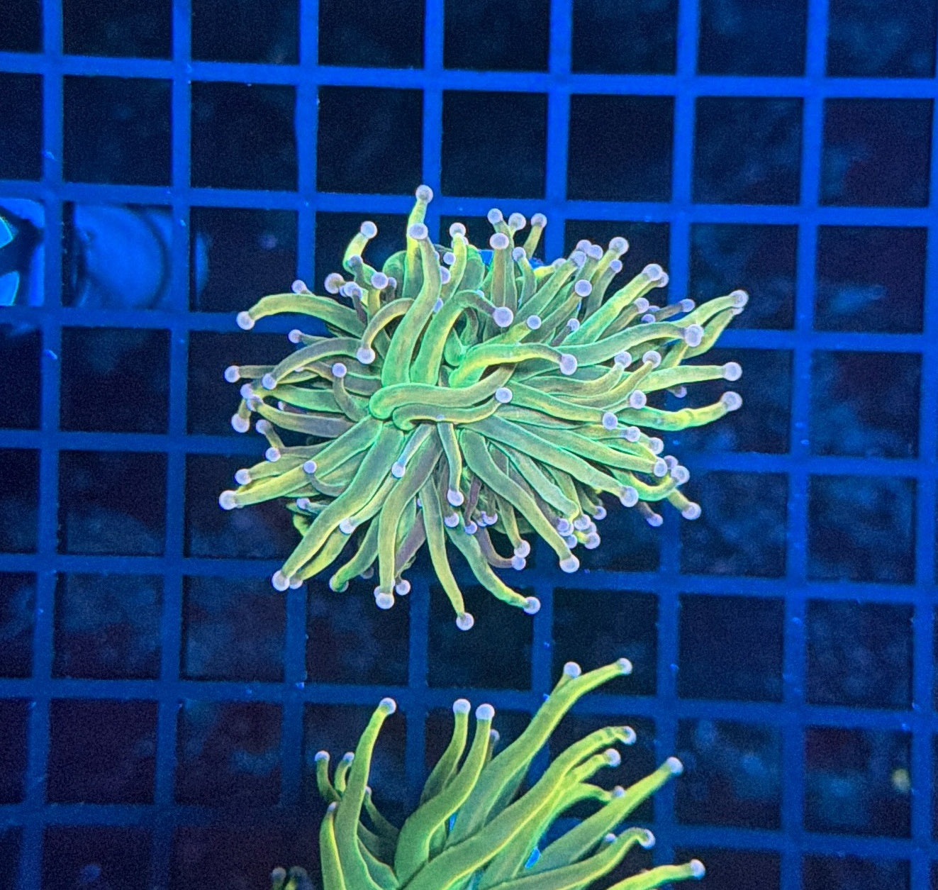Malay pink tip hg cultured with decent flesh band