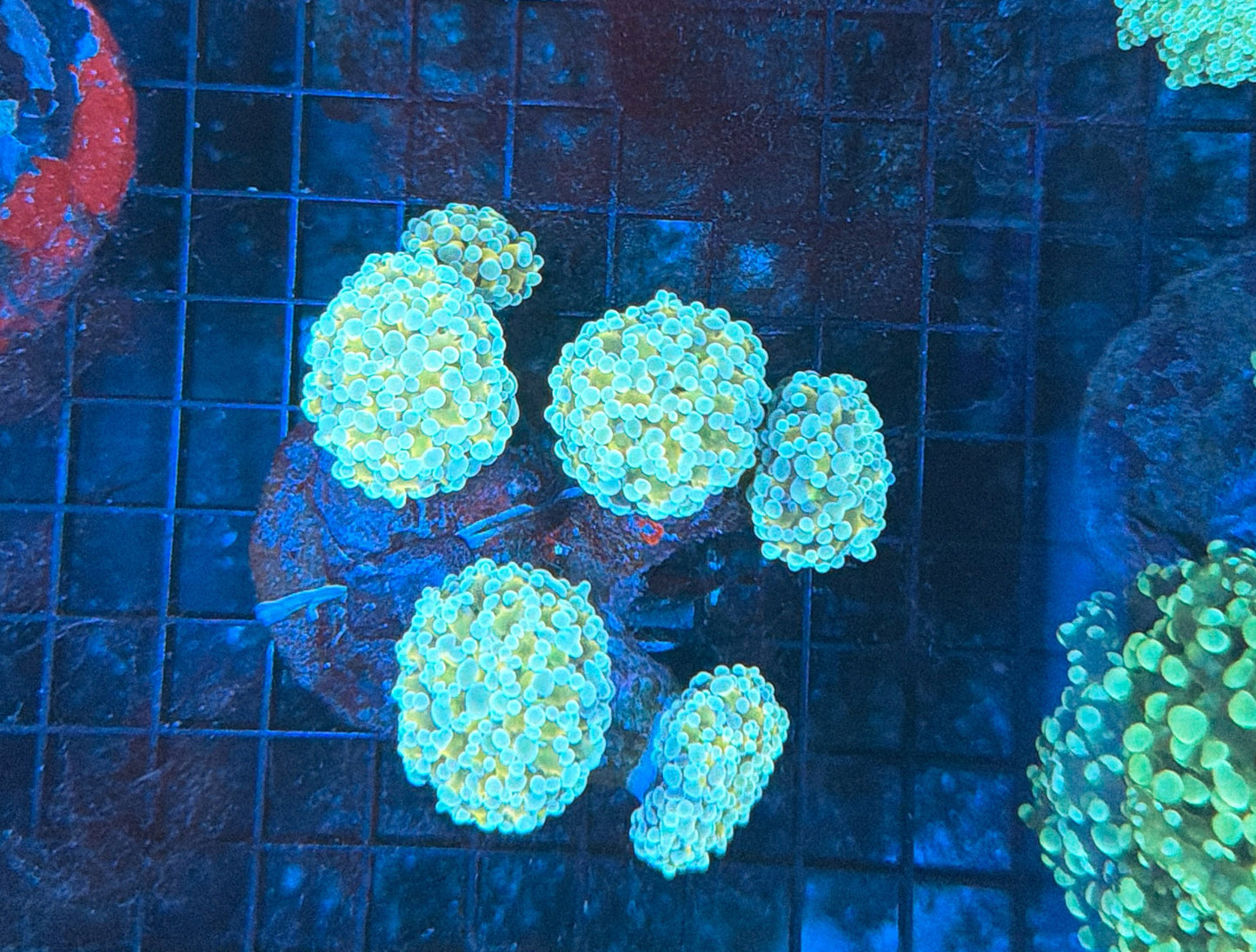 Indo hammer colony
