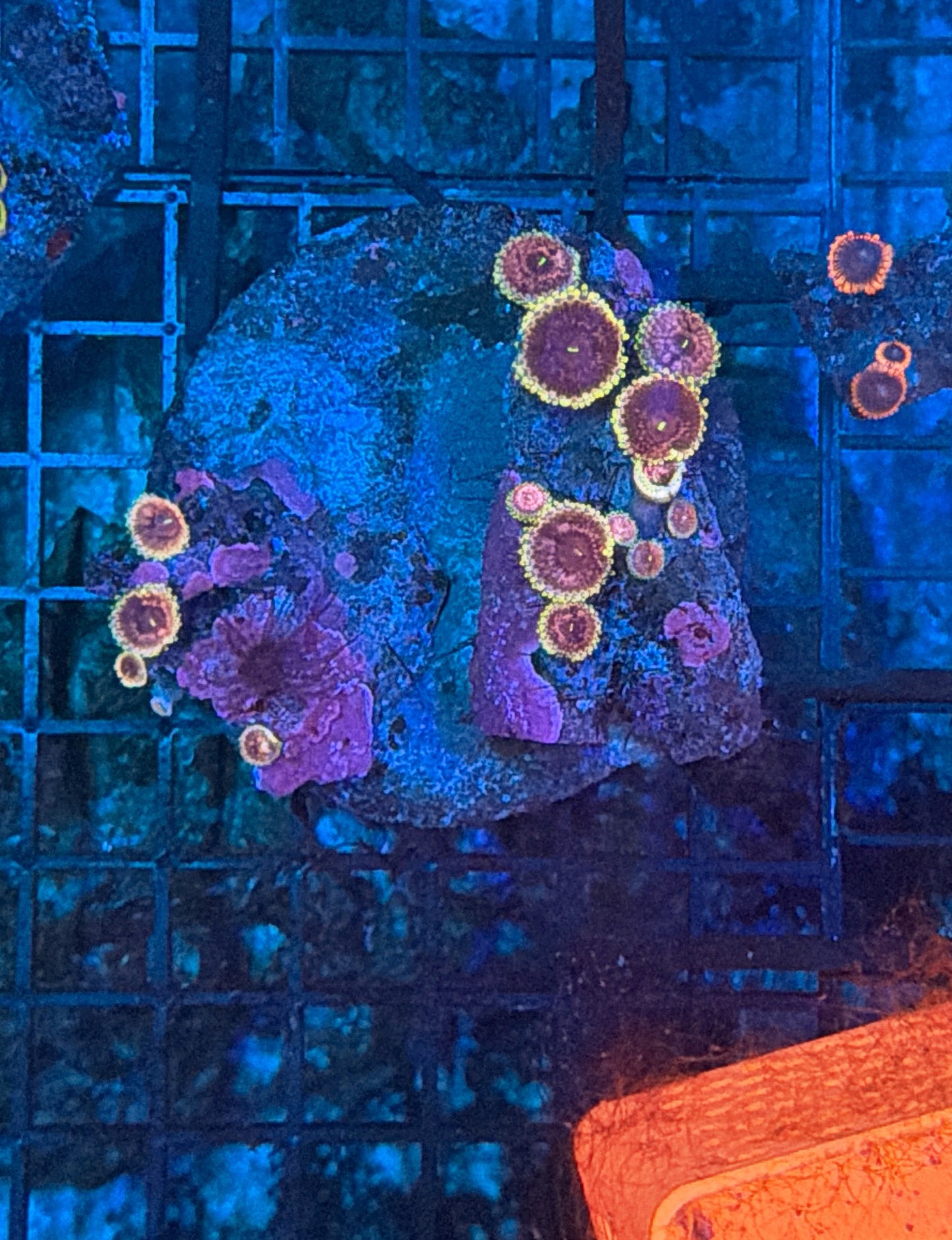 Zoa rock