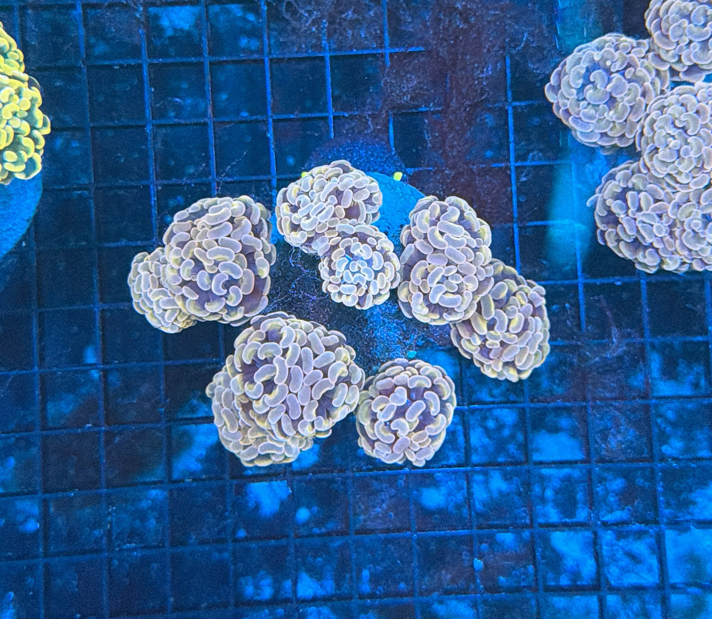 Indo hammer colony