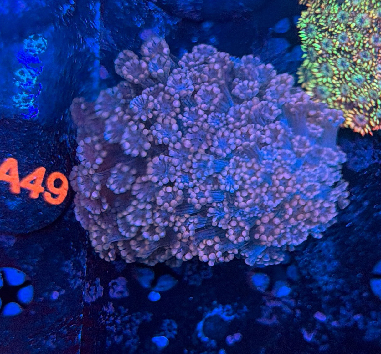 Rainbow alveopora