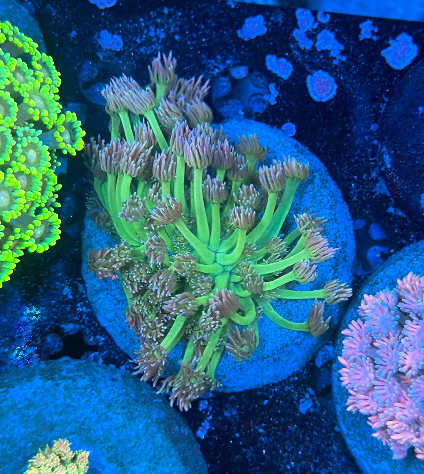 Rainbow Goni colony