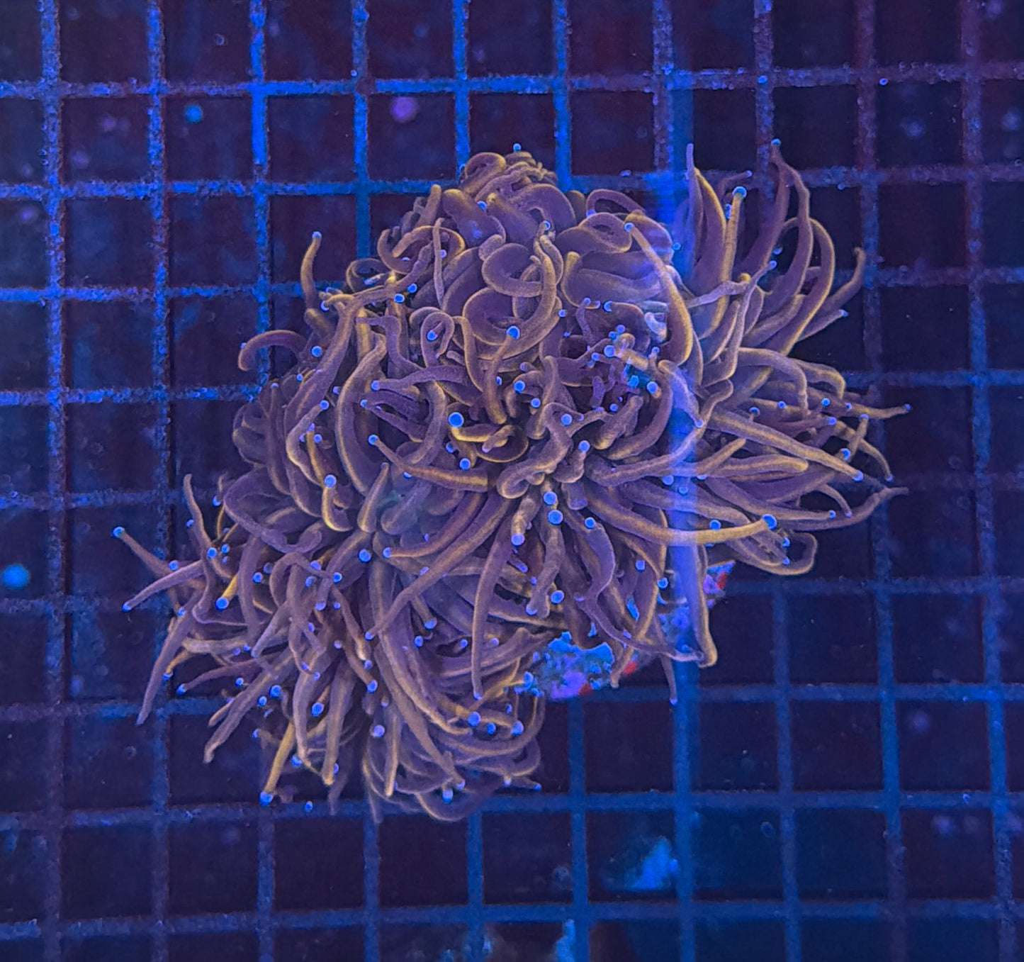 NYK torch colony