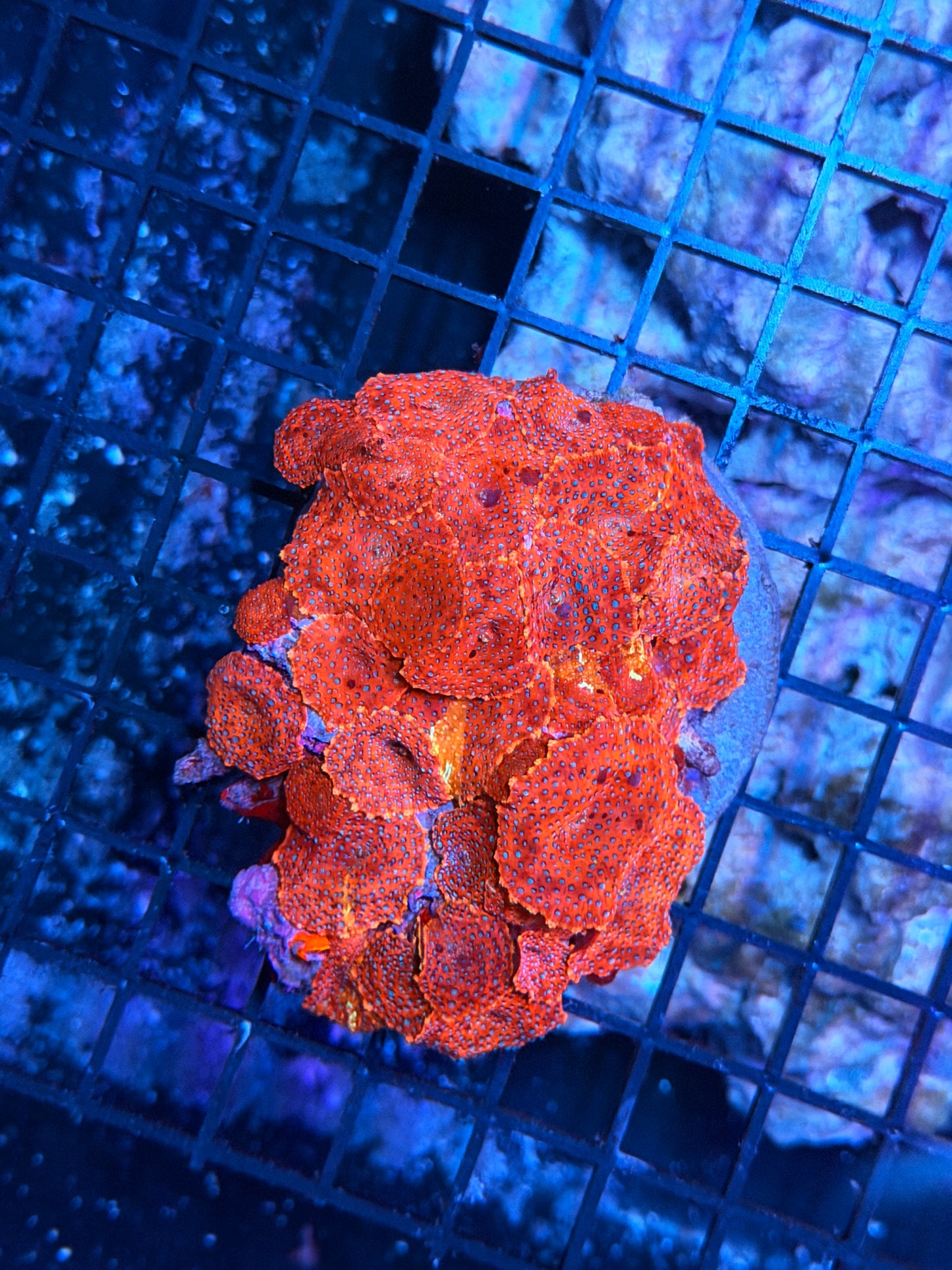 Superman Mushroom rock