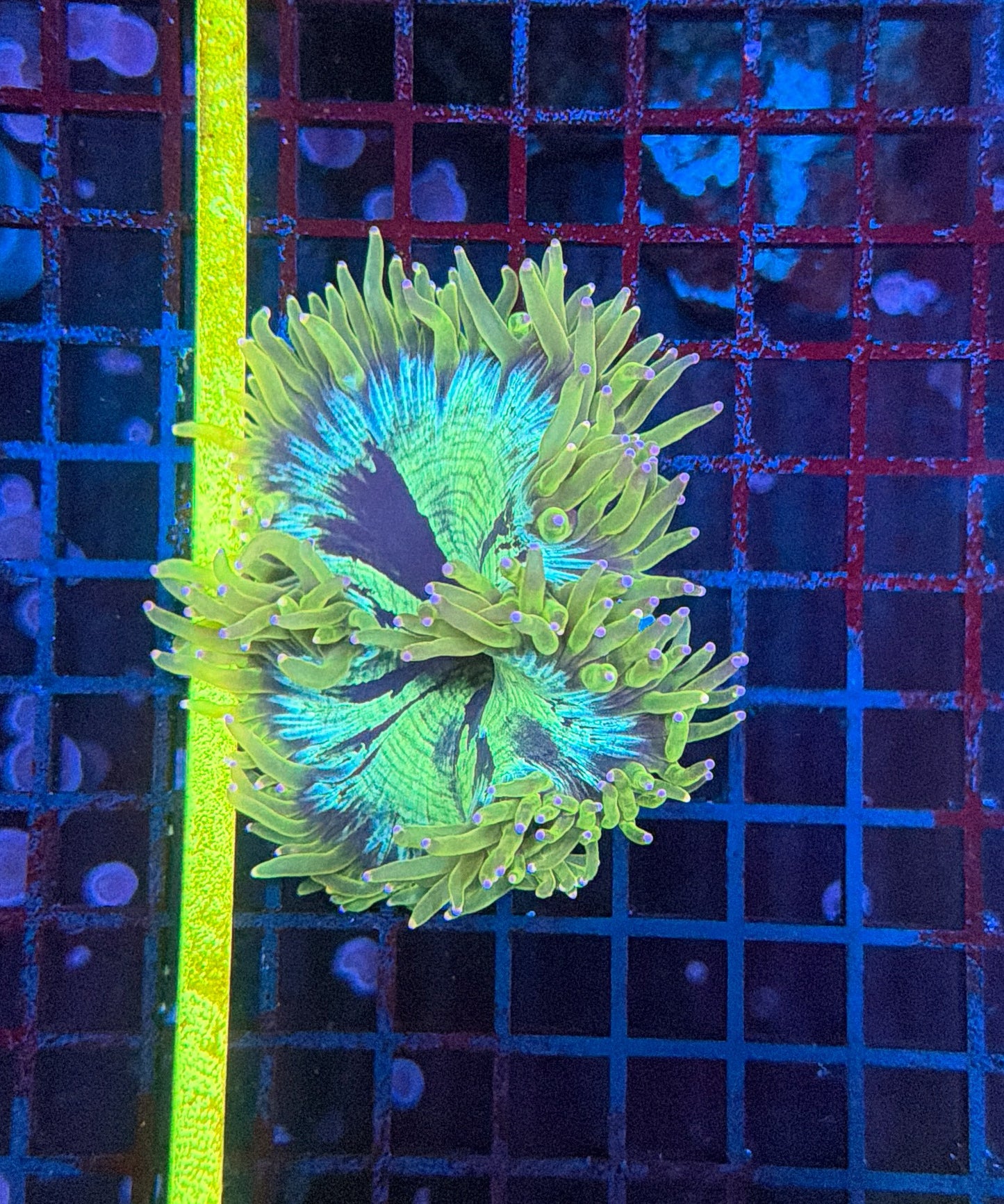 Elegance coral