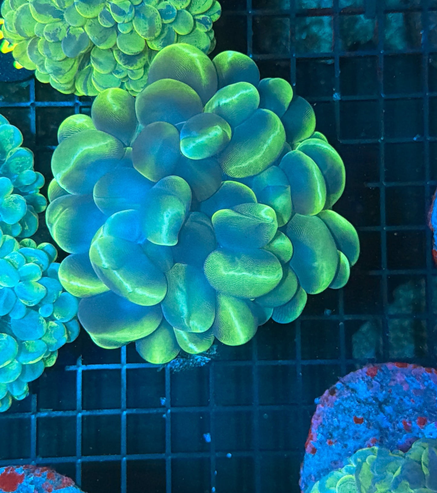 Bubble Coral