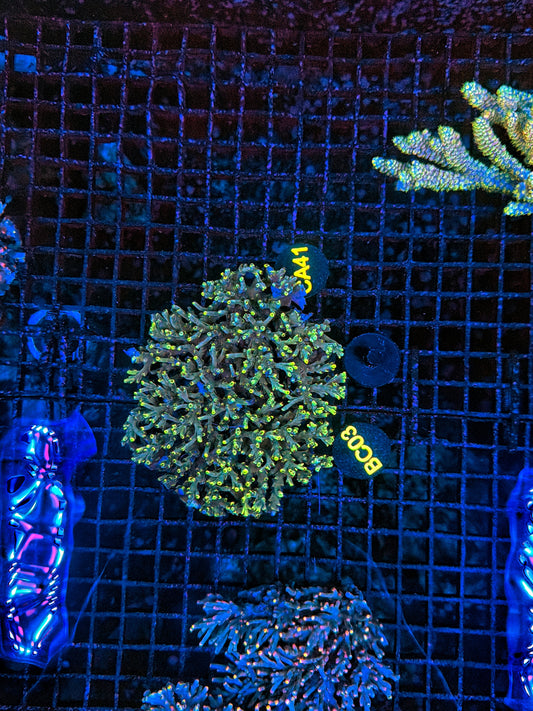 Malay Acro
