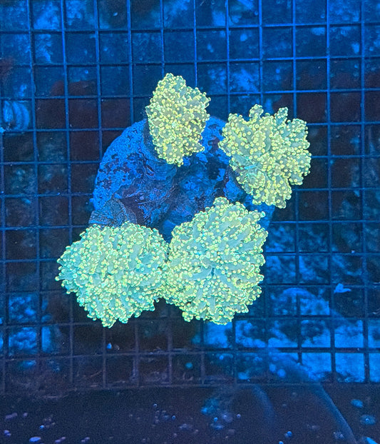 Frogspwan Colony
