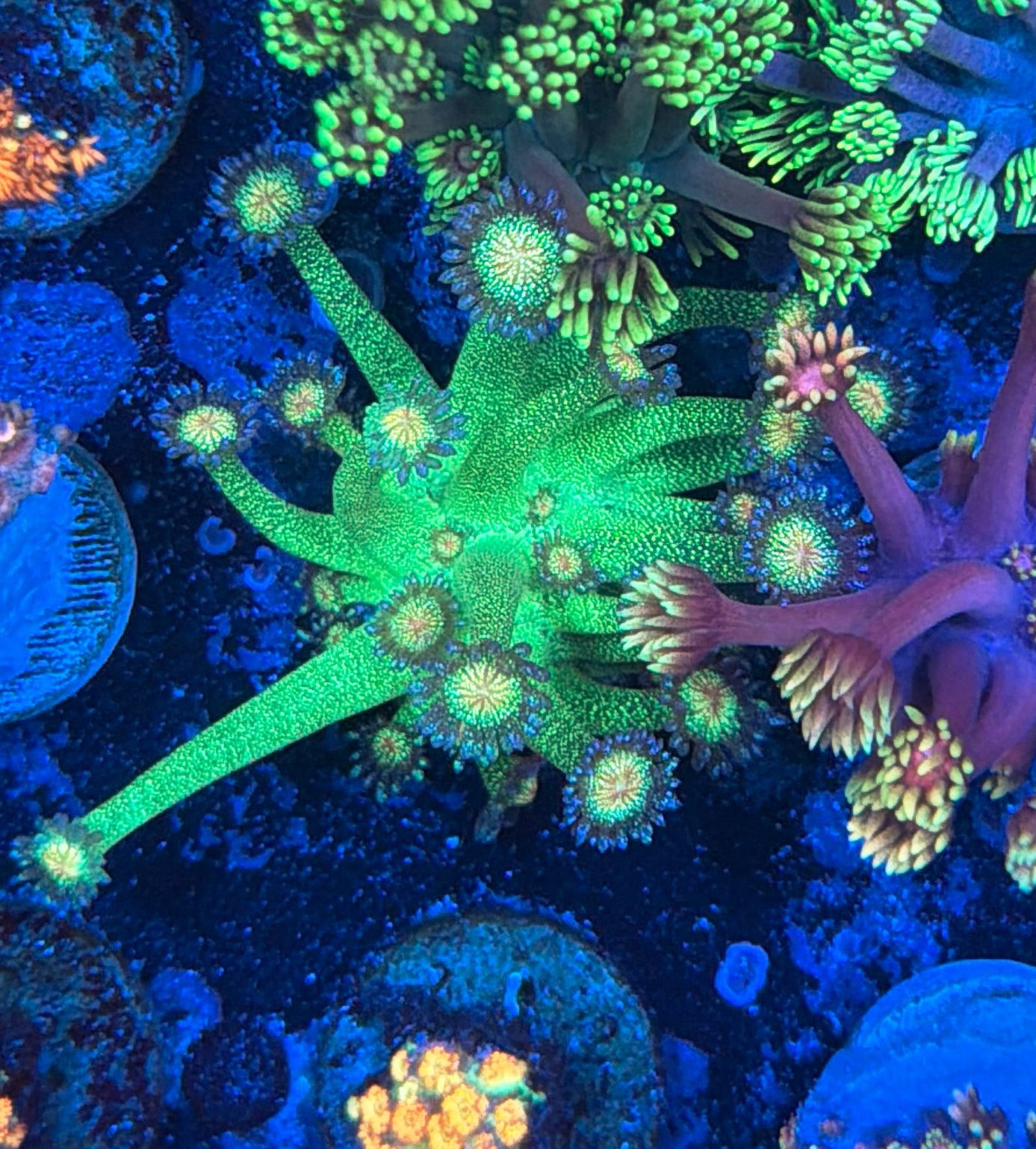 glitter goni tank grow