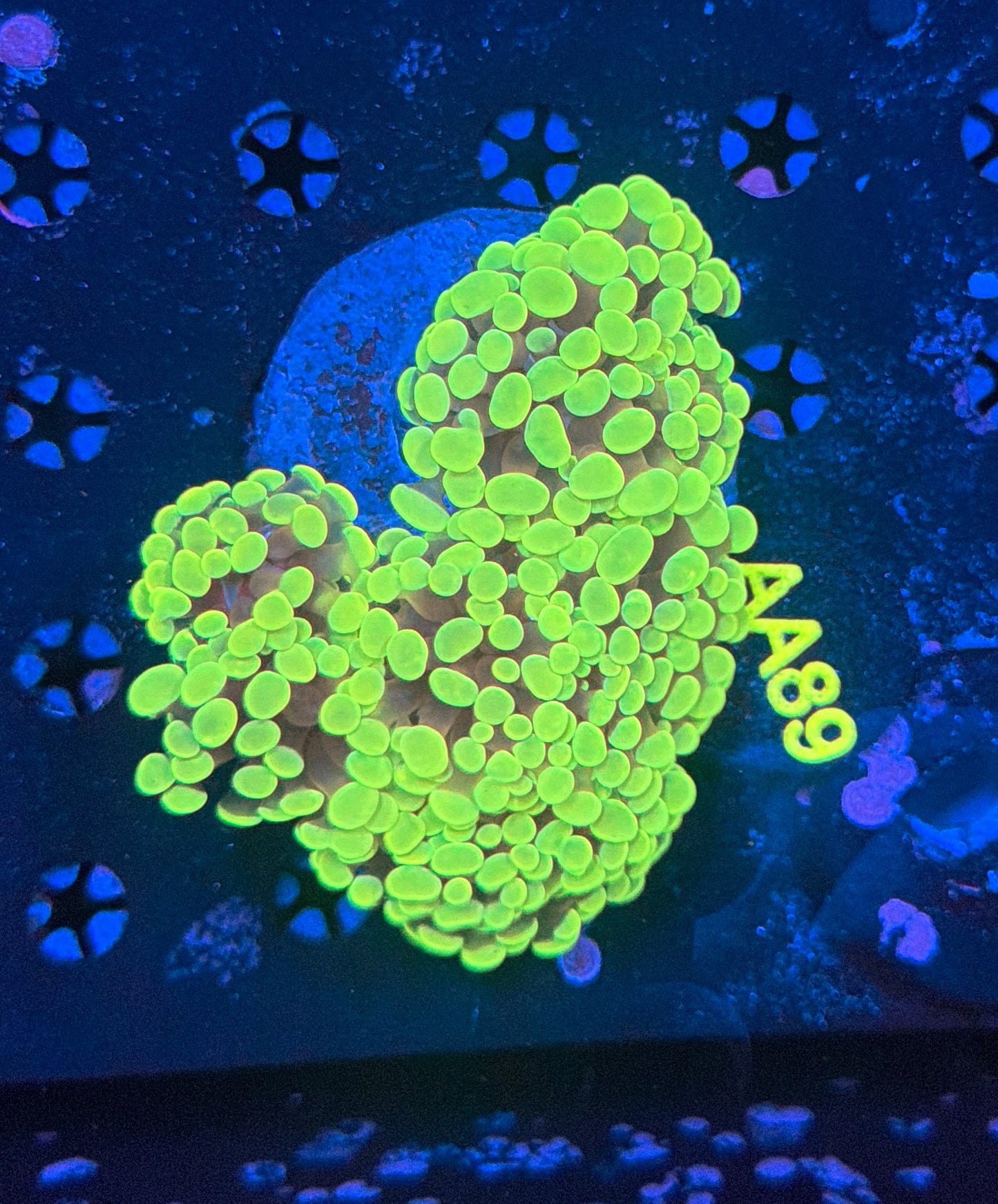 Indo SP hammer colony