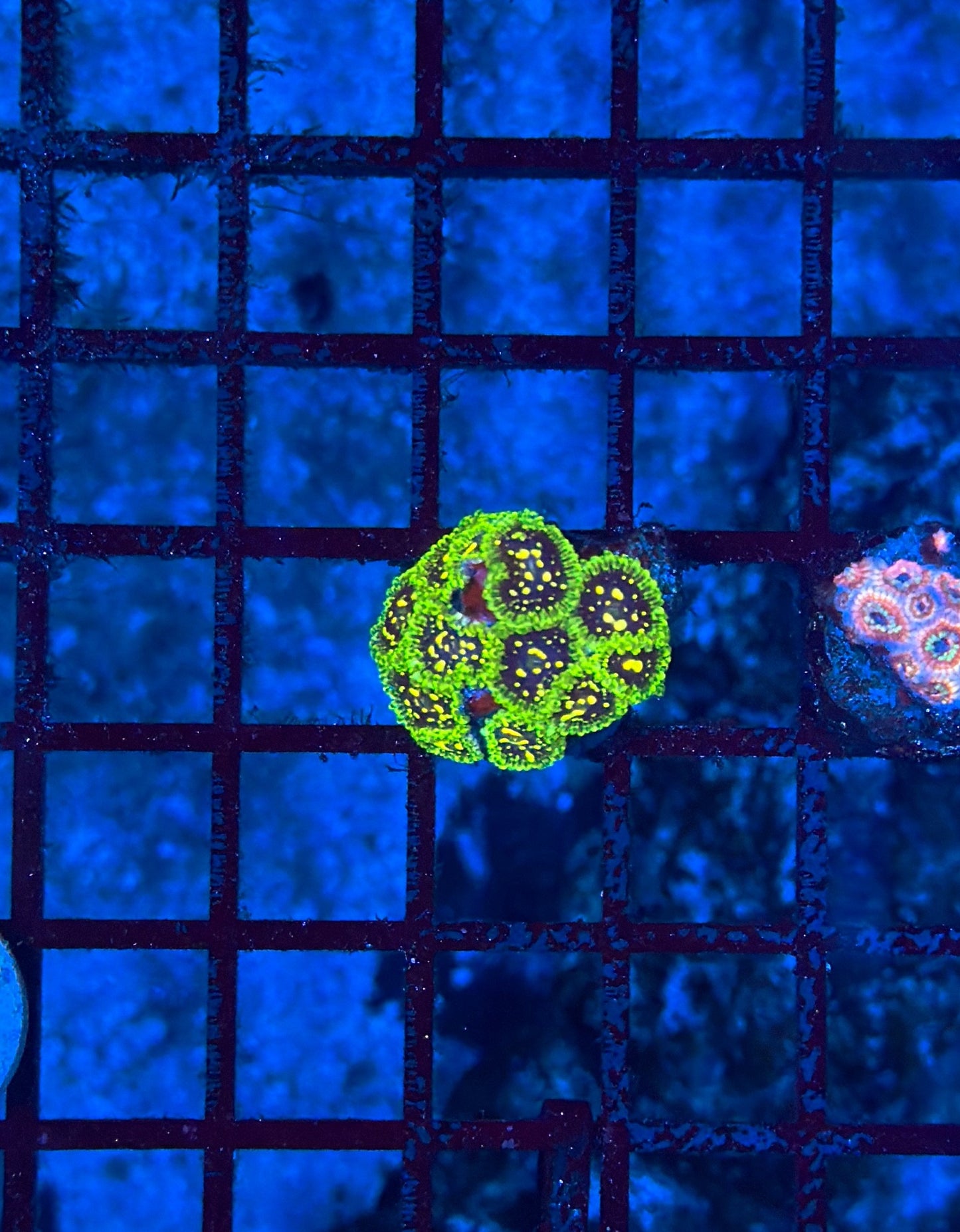Exosphere mini colony