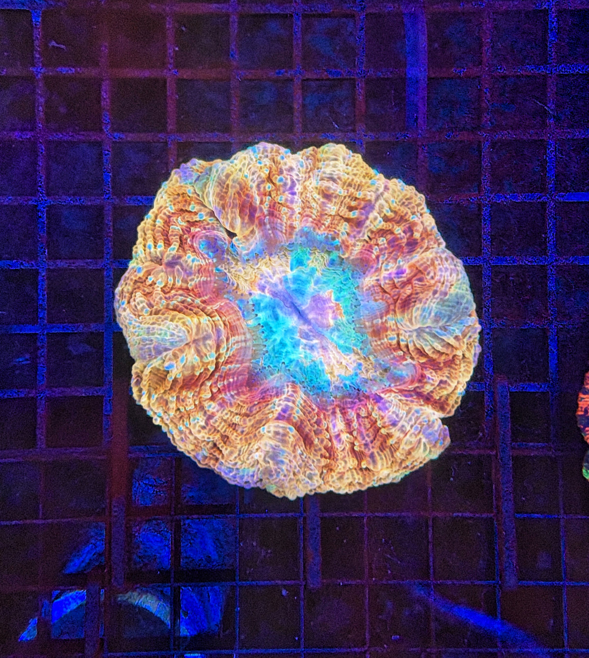 Ultra rainbow acantho