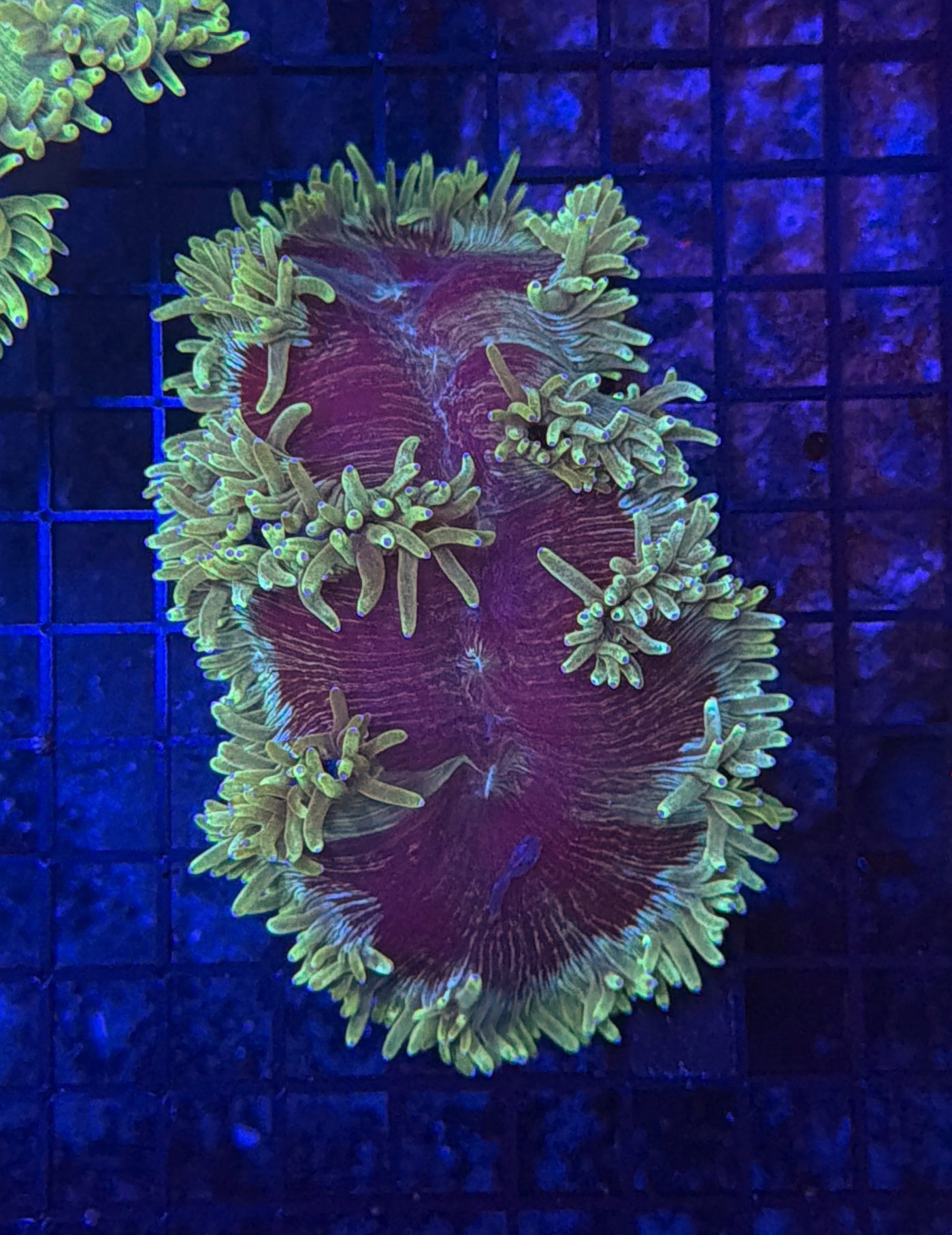 Indo Elegance