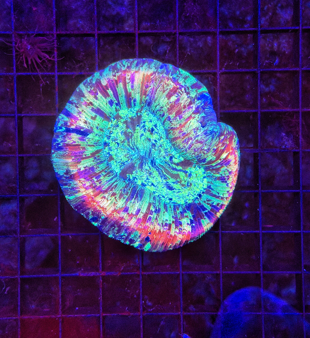 Ultra rainbow trachy