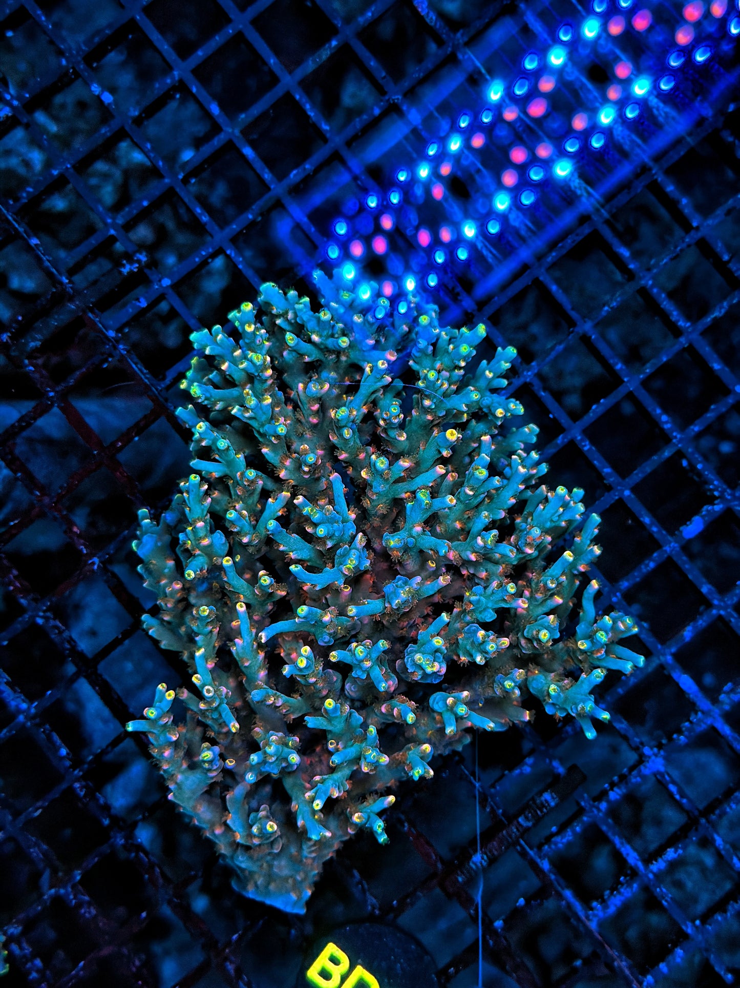 Malay Acro