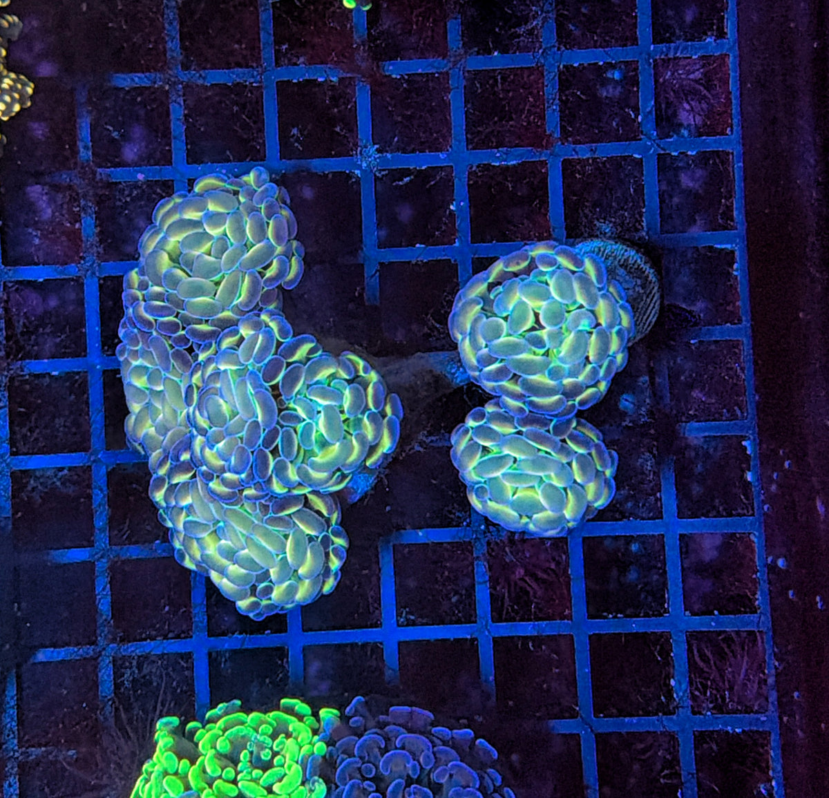 hologram Hammer