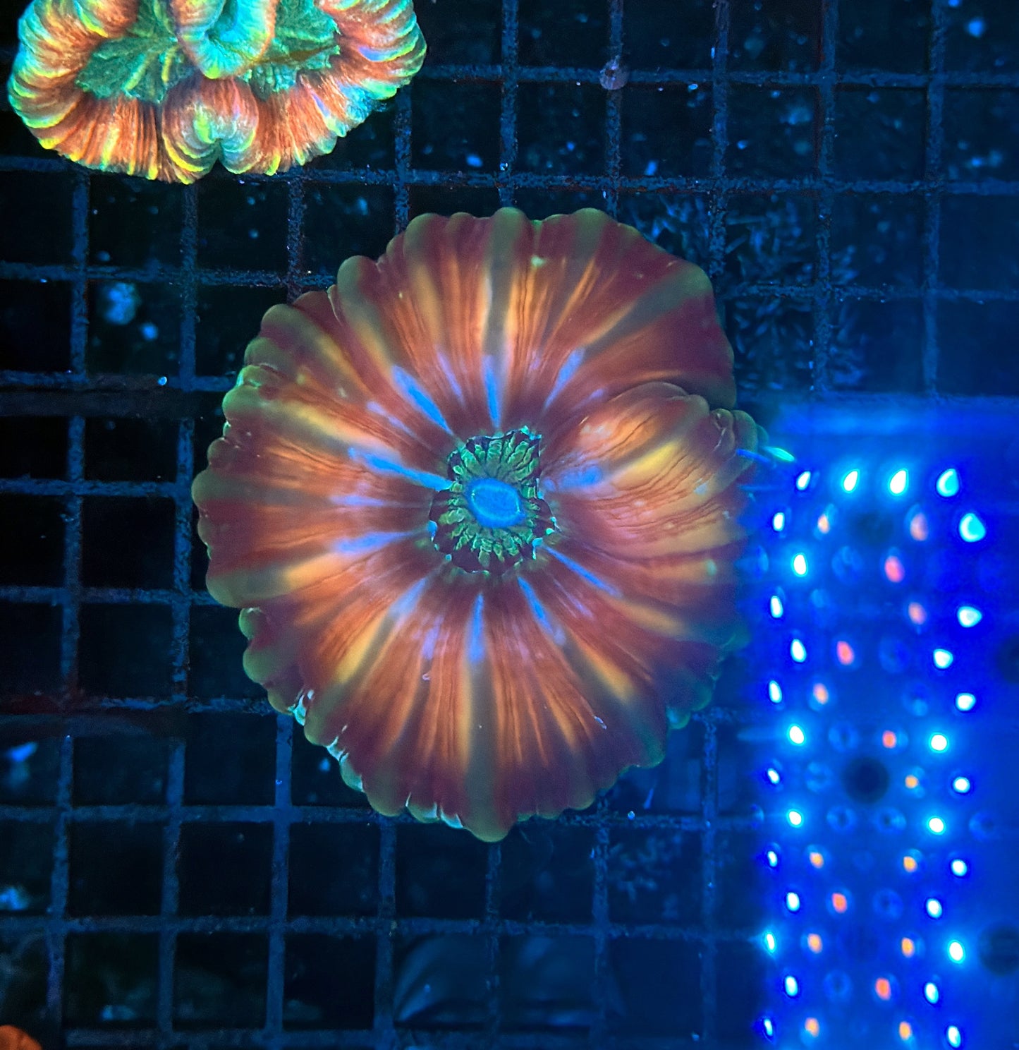 Rainbow Cynarina