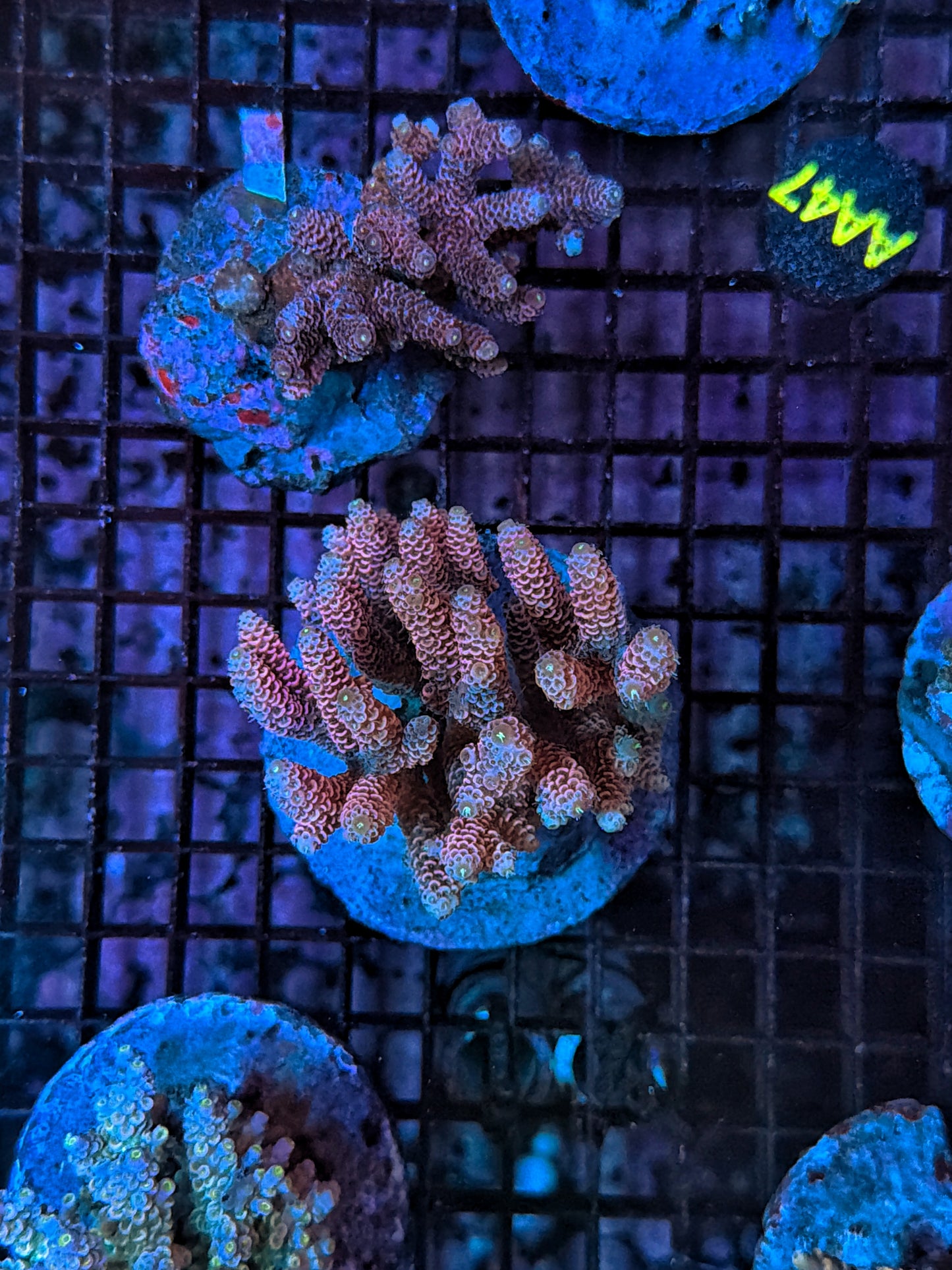 Indo Premium Acro