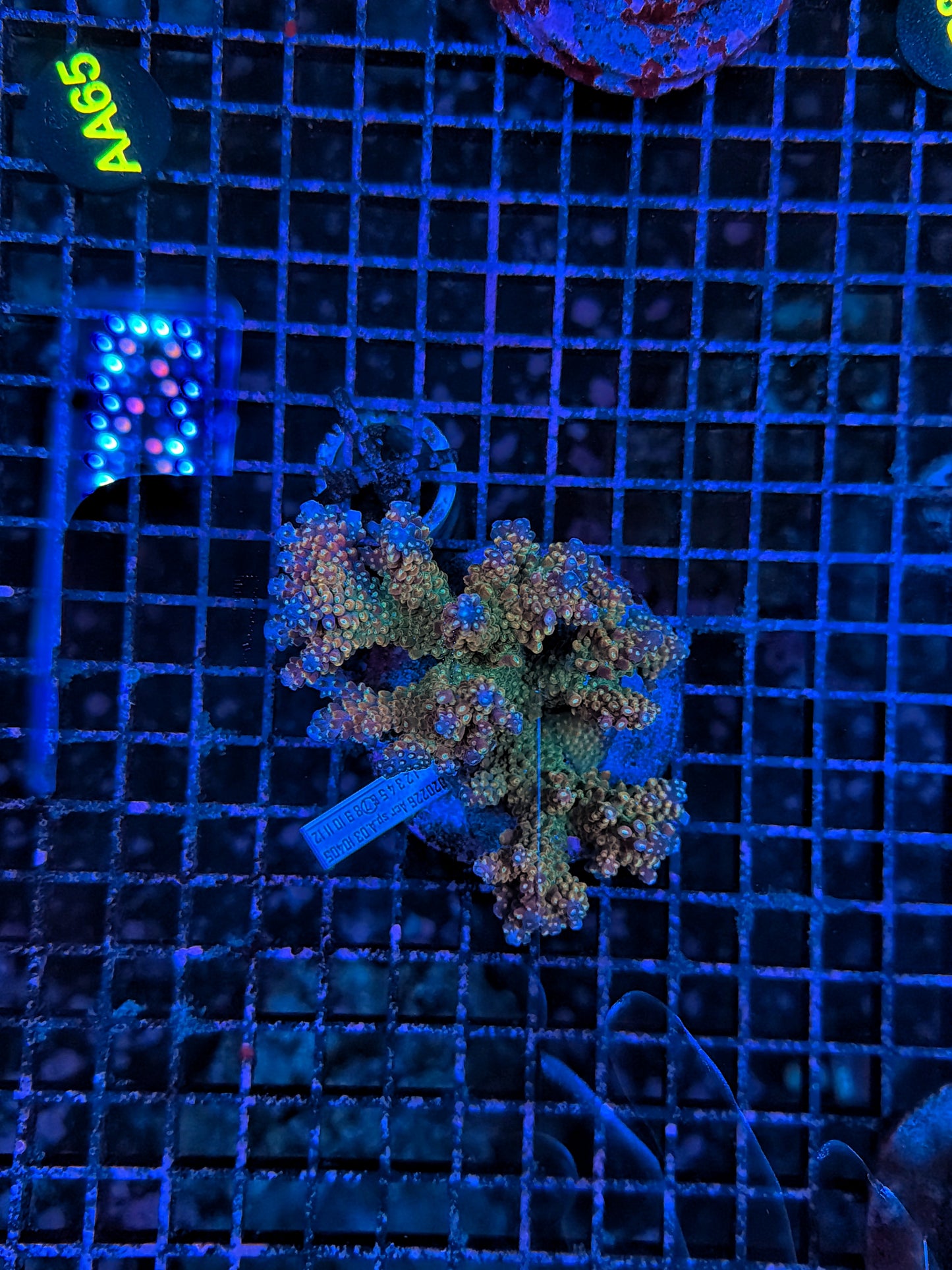 Indo Premium Acro