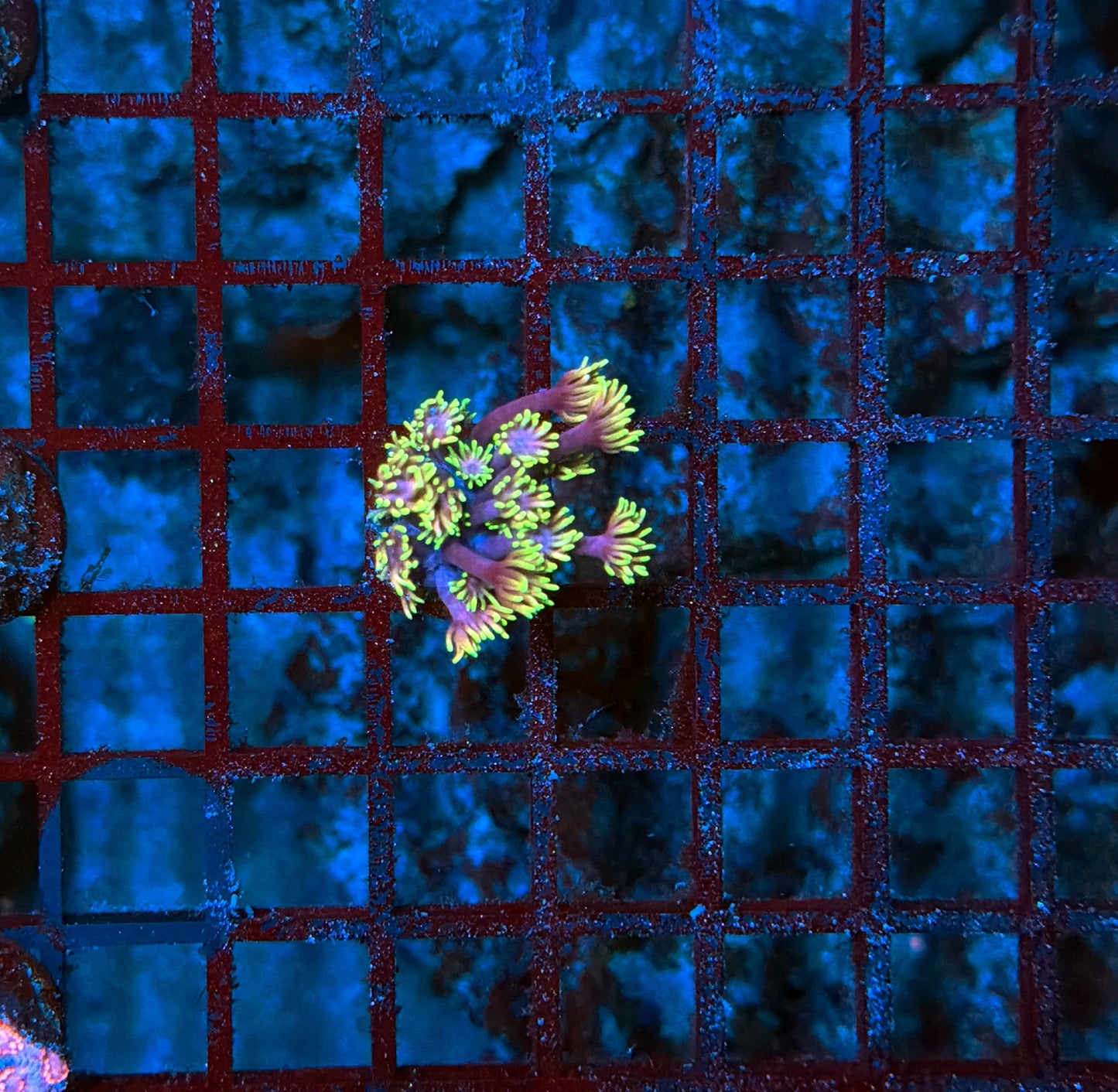 Rainbow goni frag