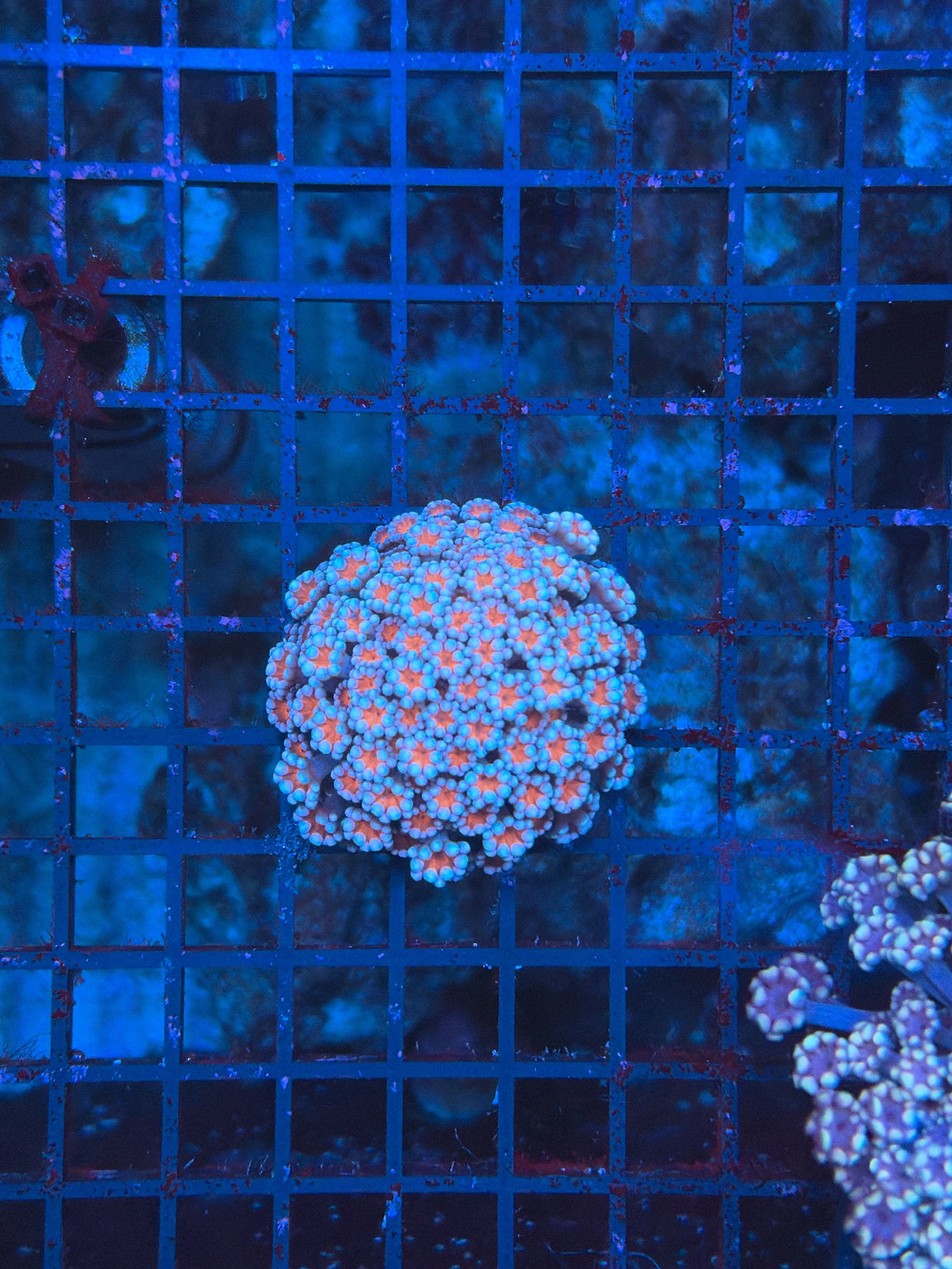 SP alveopora