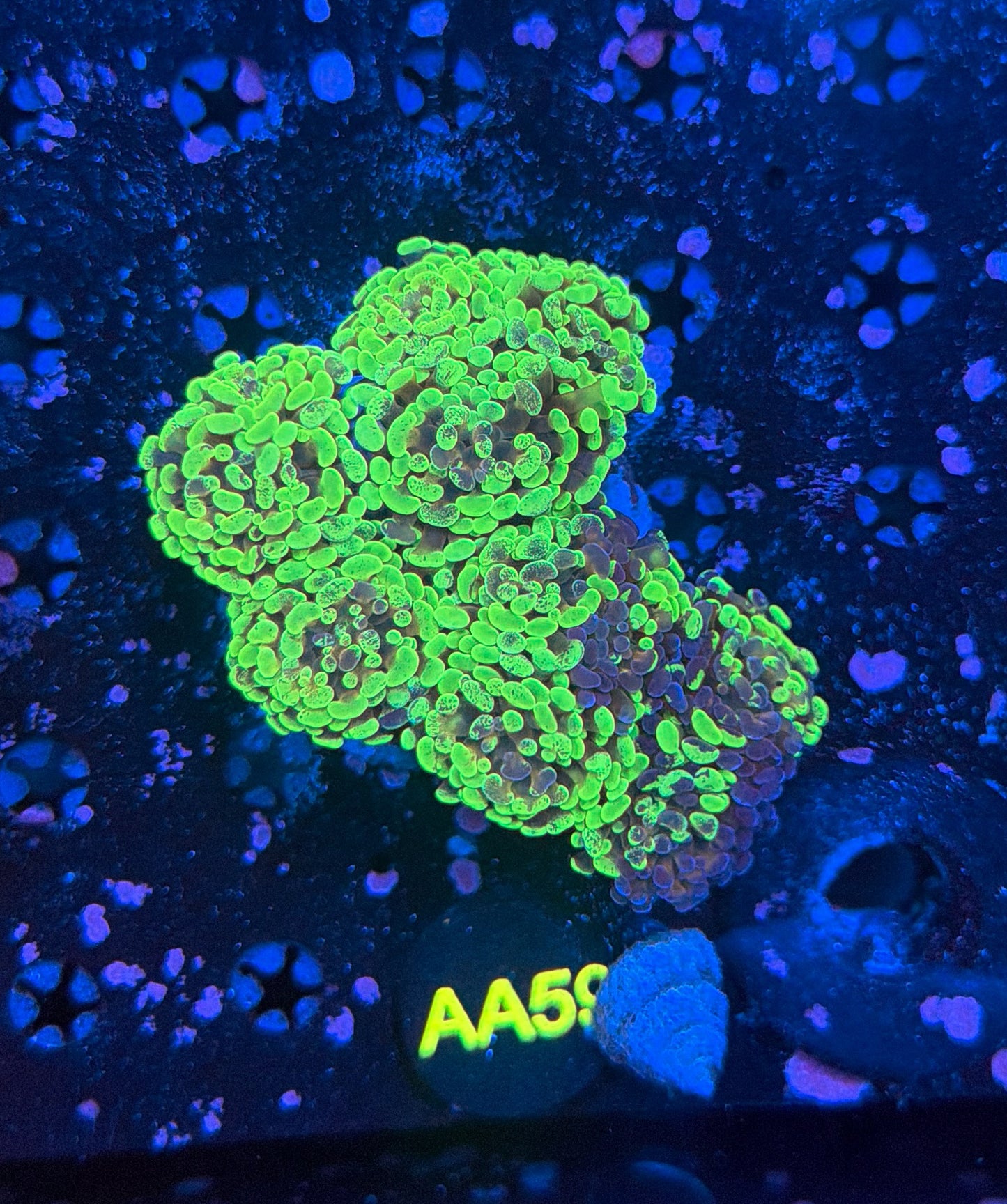 Indo SP hammer colony